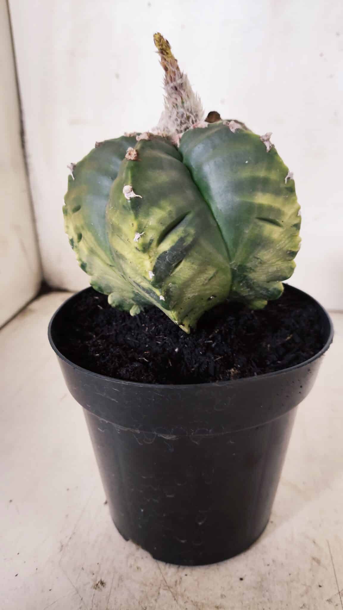 ASTROPHYTUM cv KIKKO "Variegata"  Nº 915 – vaso 15