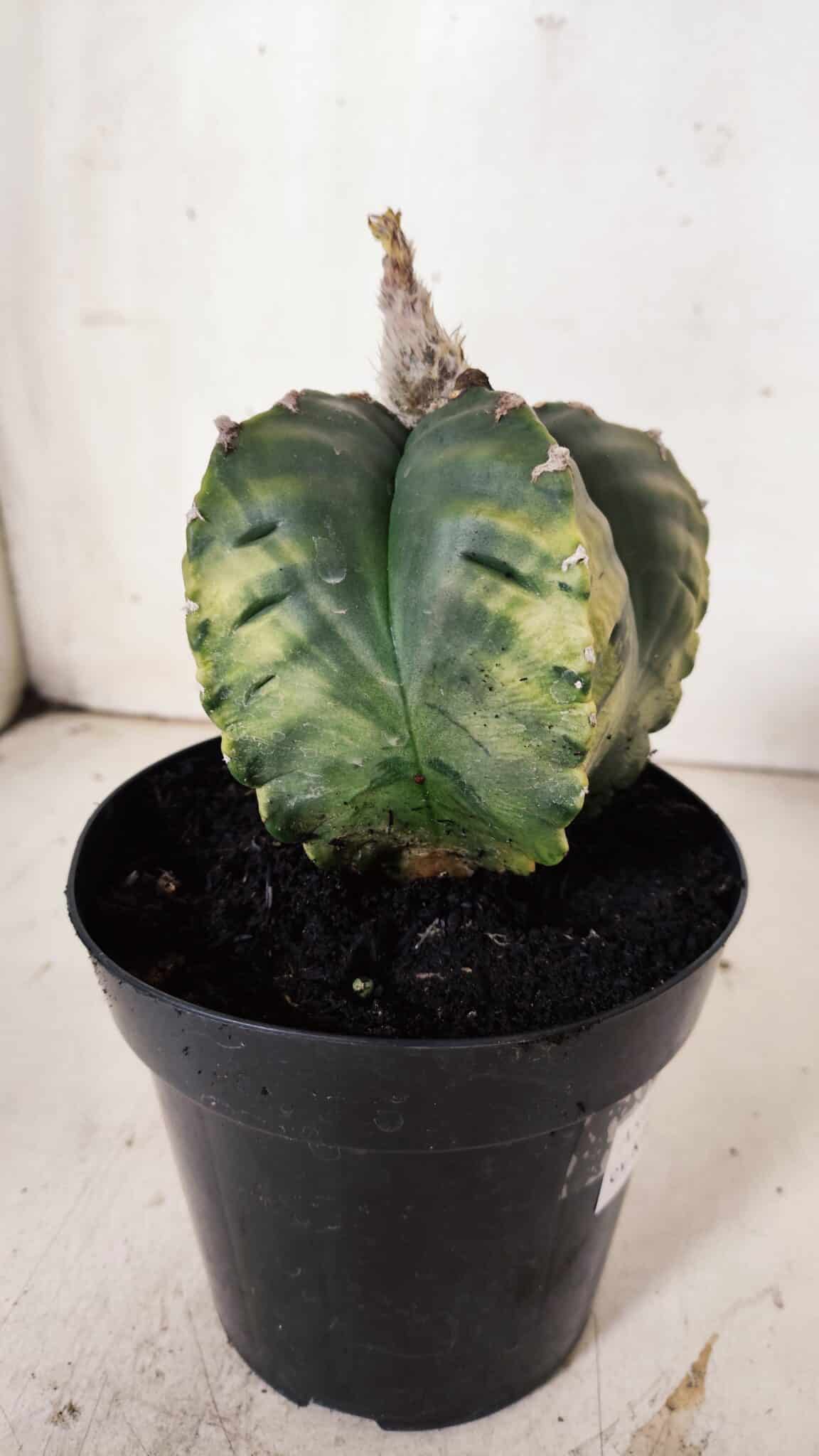 ASTROPHYTUM cv KIKKO "Variegata"  Nº 915 – vaso 15