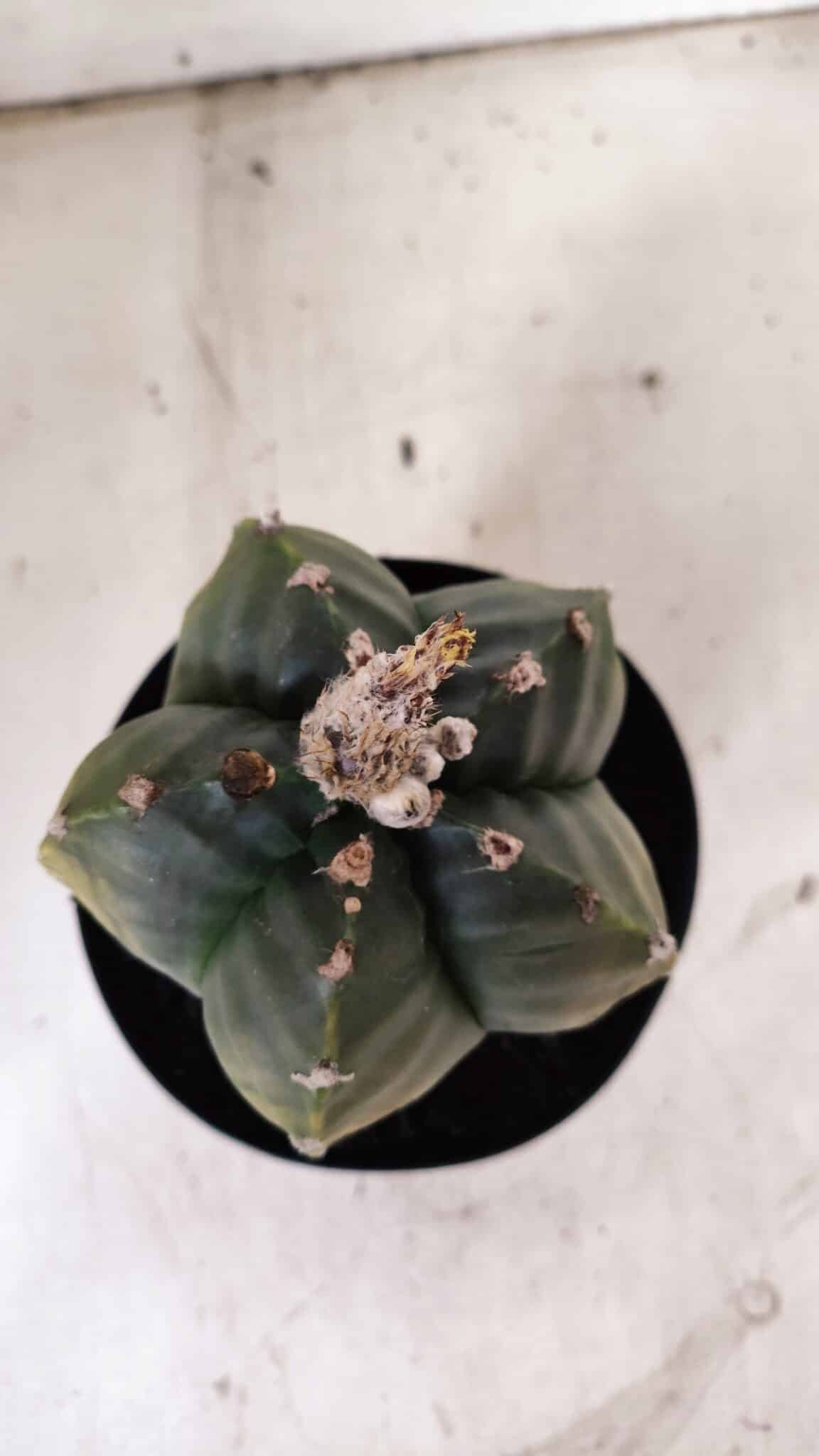 ASTROPHYTUM cv KIKKO "Variegata"  Nº 915 – vaso 15