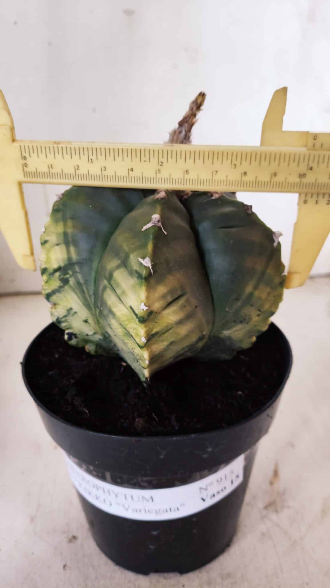 ASTROPHYTUM cv KIKKO "Variegata"  Nº 915 – vaso 15