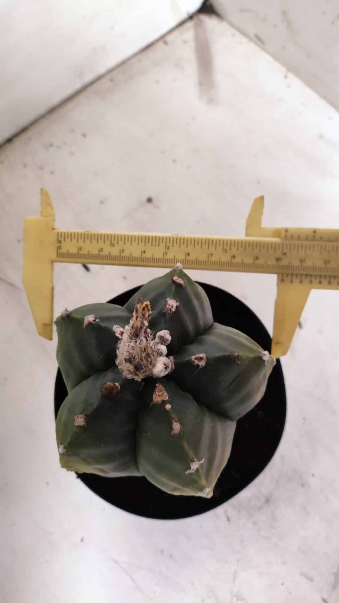 ASTROPHYTUM cv KIKKO "Variegata"  Nº 915 – vaso 15