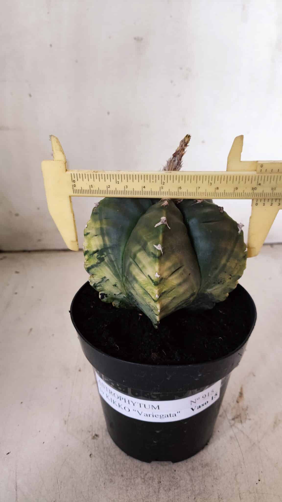 ASTROPHYTUM cv KIKKO "Variegata"  Nº 915 – vaso 15
