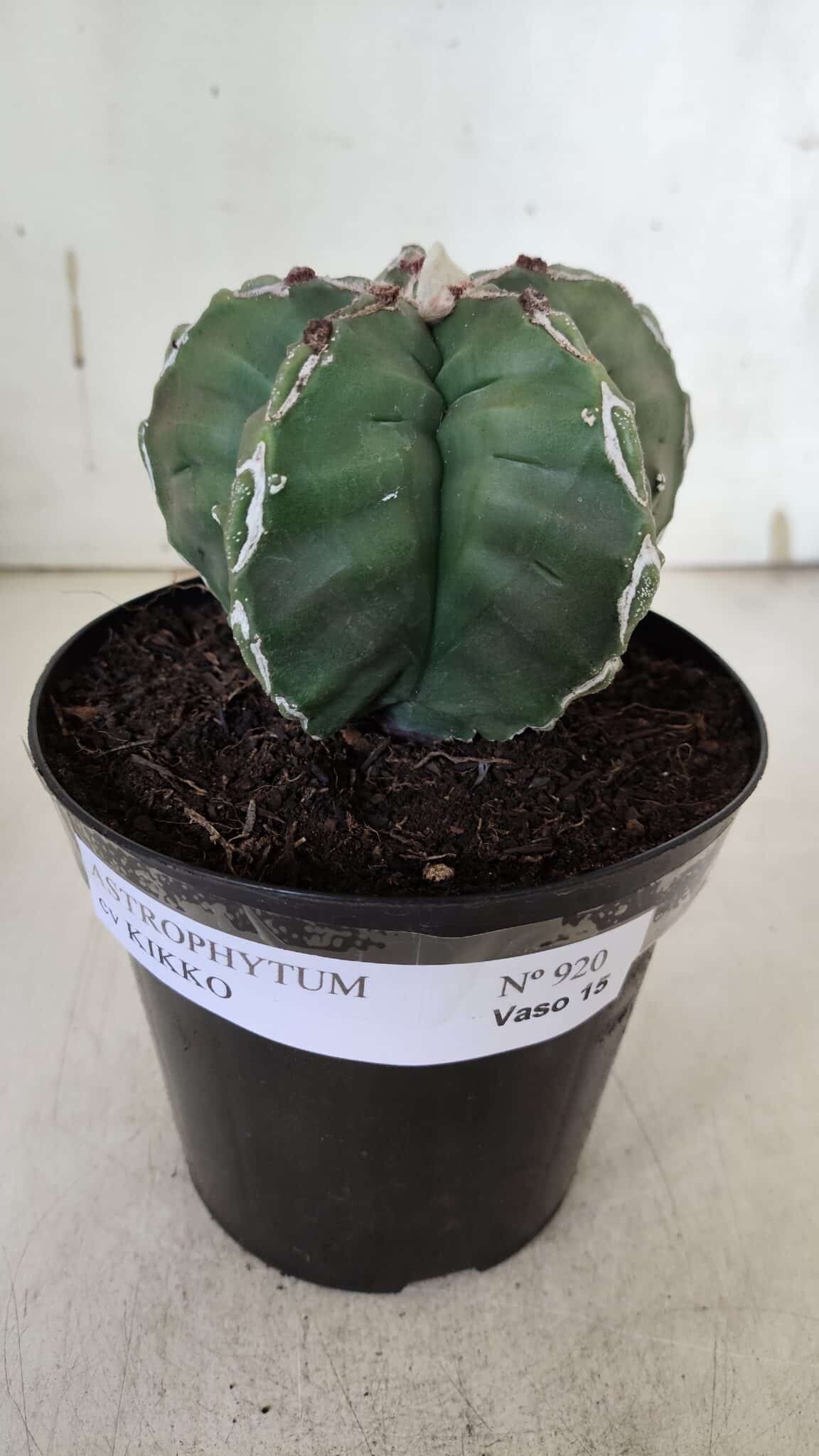 ASTROPHYTUM cv KIKKO  Nº 920 – vaso 15