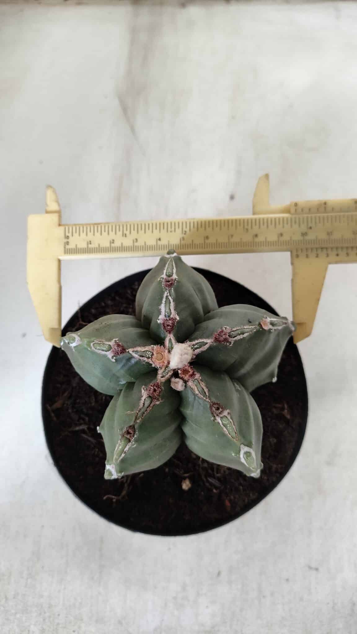 ASTROPHYTUM cv KIKKO  Nº 920 – vaso 15