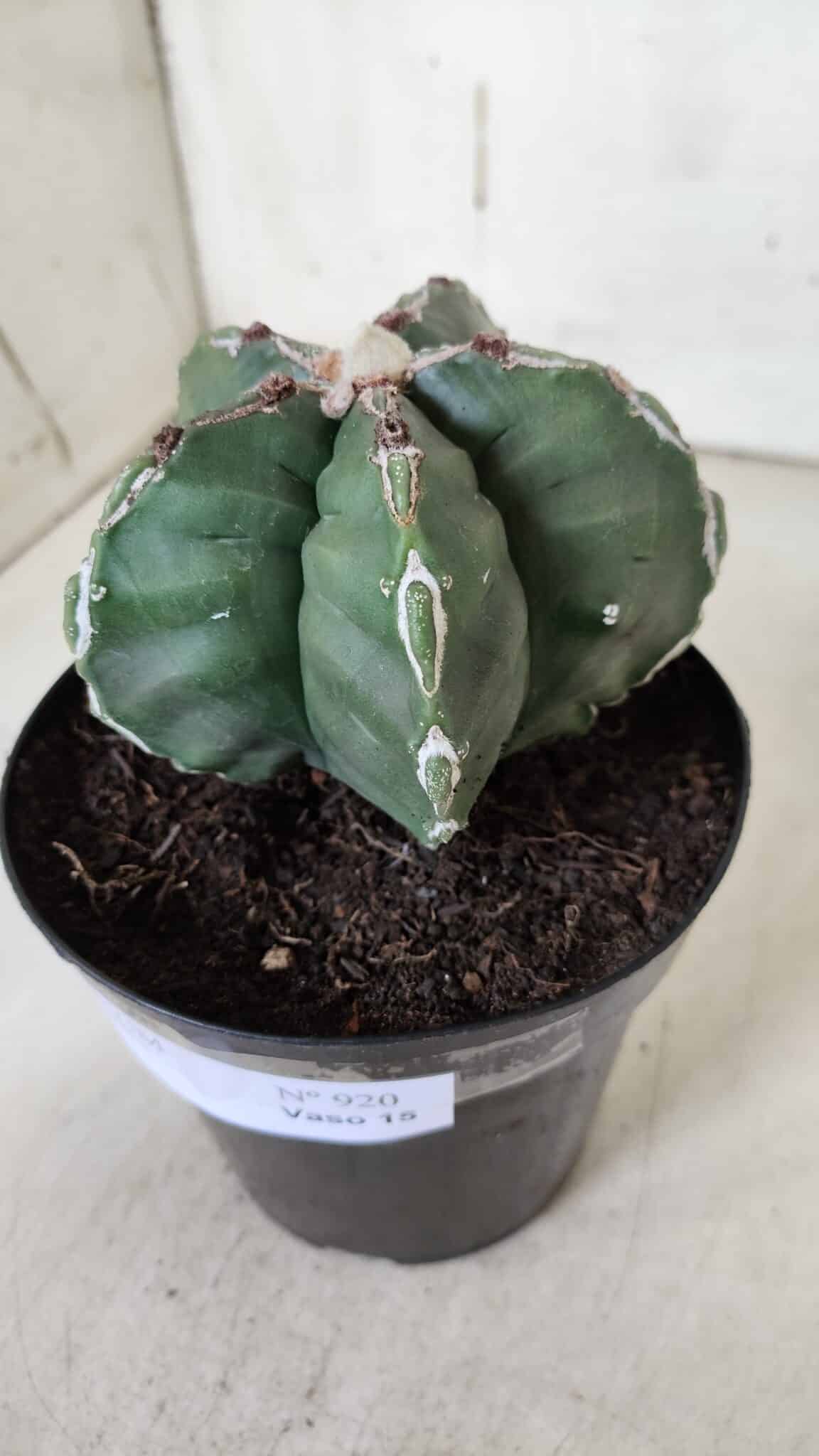 ASTROPHYTUM cv KIKKO  Nº 920 – vaso 15