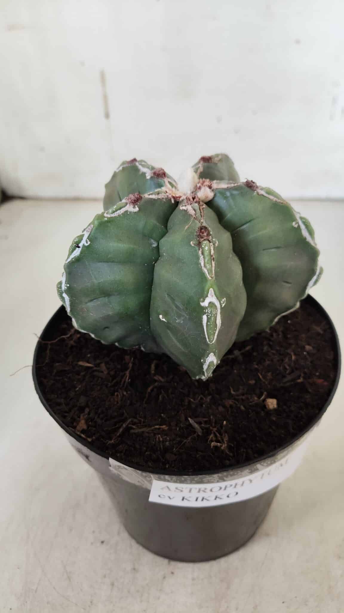 ASTROPHYTUM cv KIKKO  Nº 920 – vaso 15