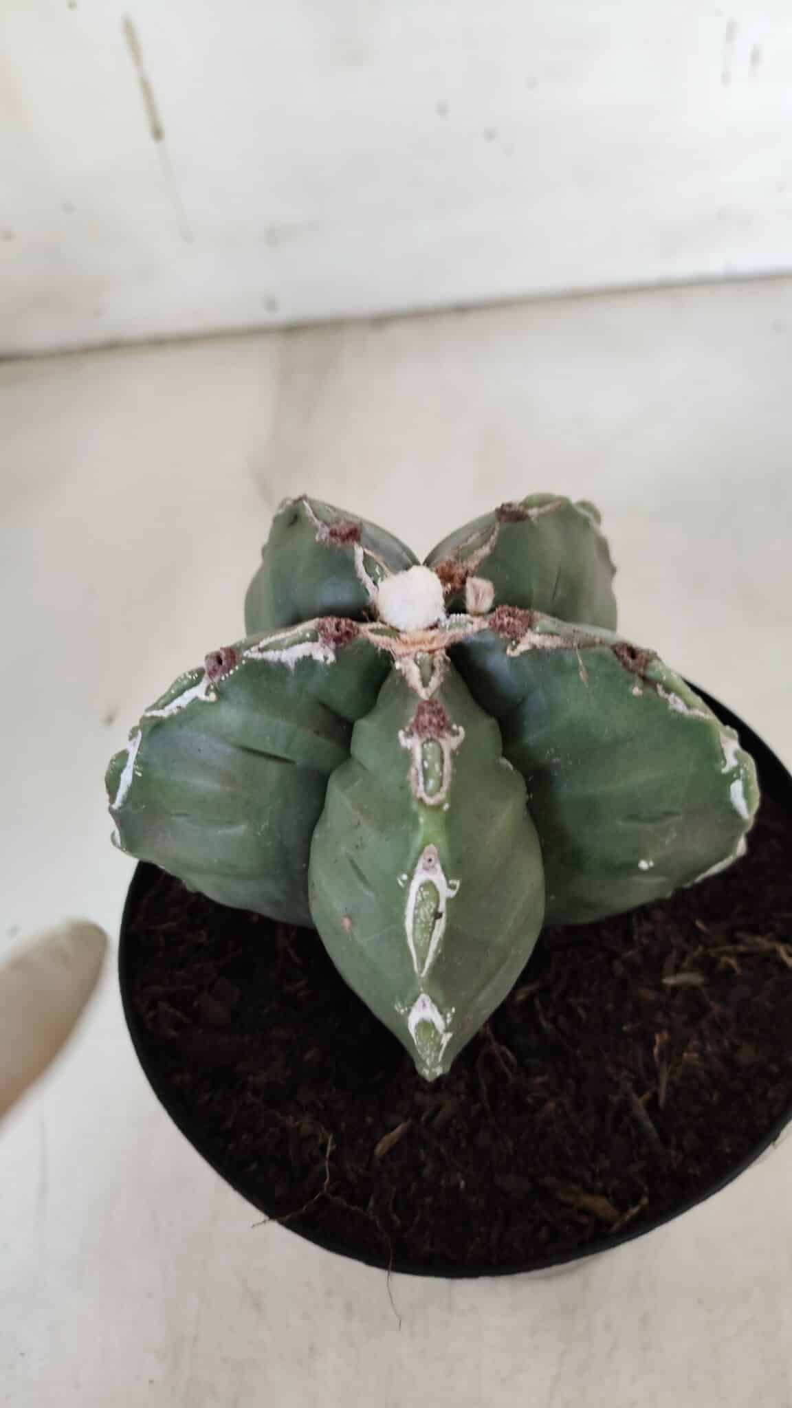 ASTROPHYTUM cv KIKKO  Nº 920 – vaso 15