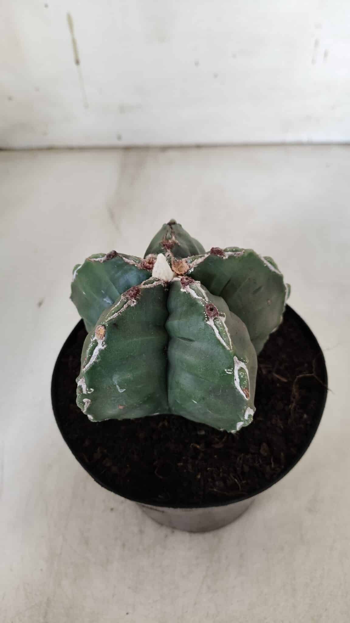 ASTROPHYTUM cv KIKKO  Nº 920 – vaso 15