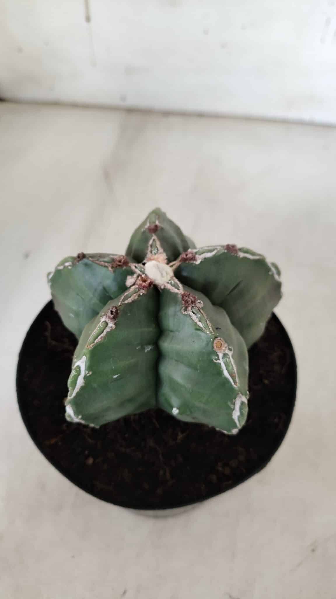 ASTROPHYTUM cv KIKKO  Nº 920 – vaso 15