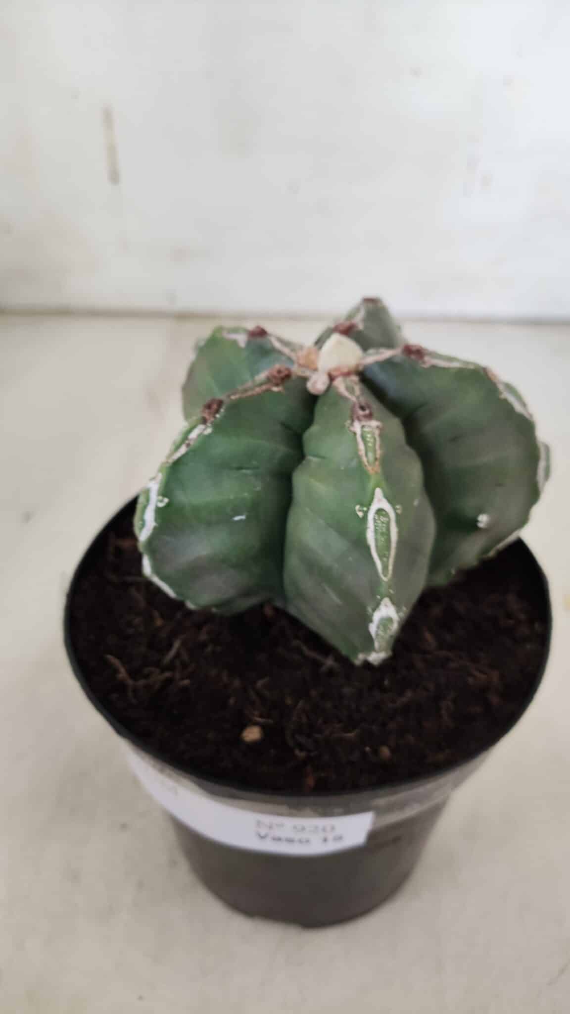 ASTROPHYTUM cv KIKKO  Nº 920 – vaso 15