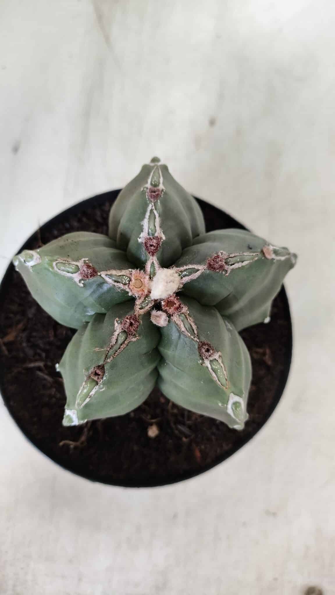 ASTROPHYTUM cv KIKKO  Nº 920 – vaso 15