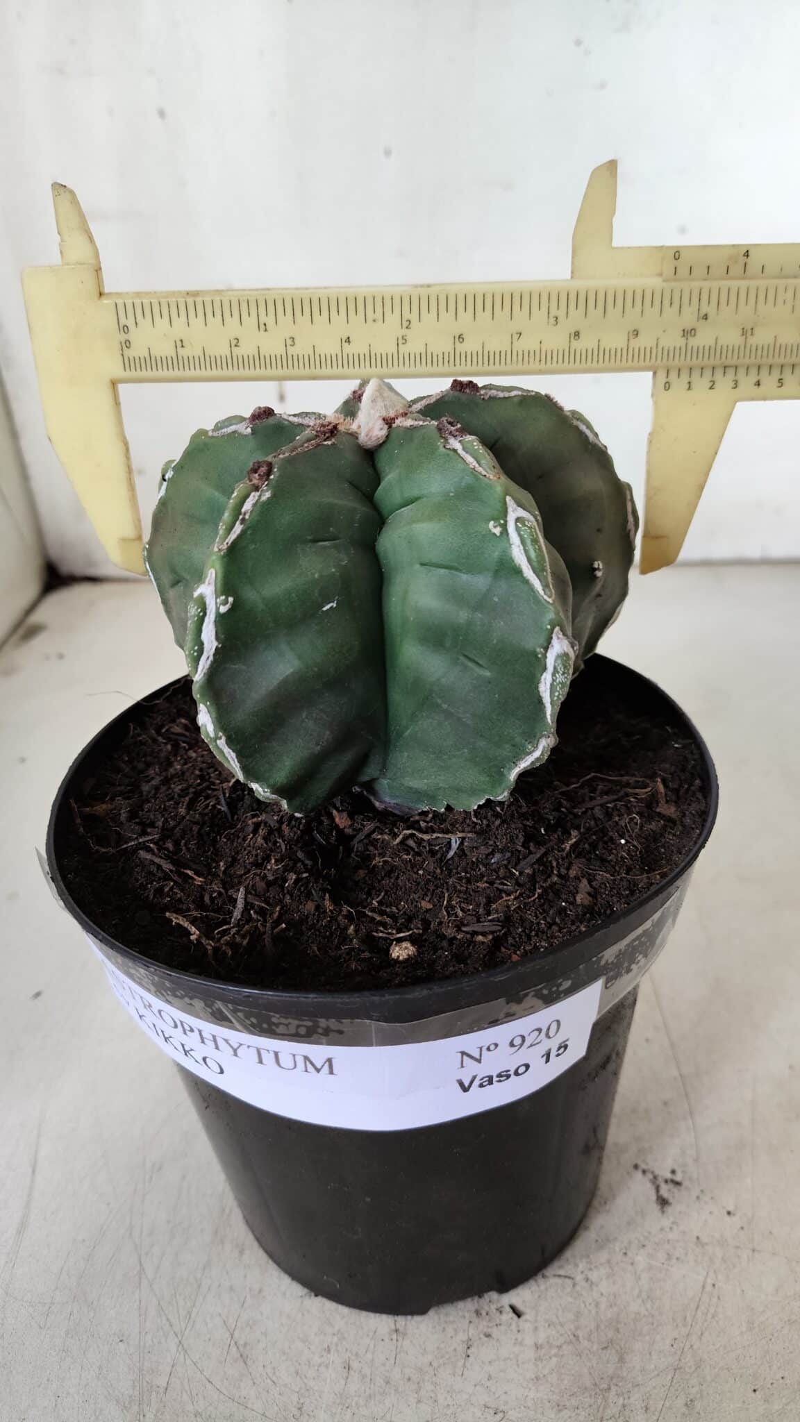 ASTROPHYTUM cv KIKKO  Nº 920 – vaso 15