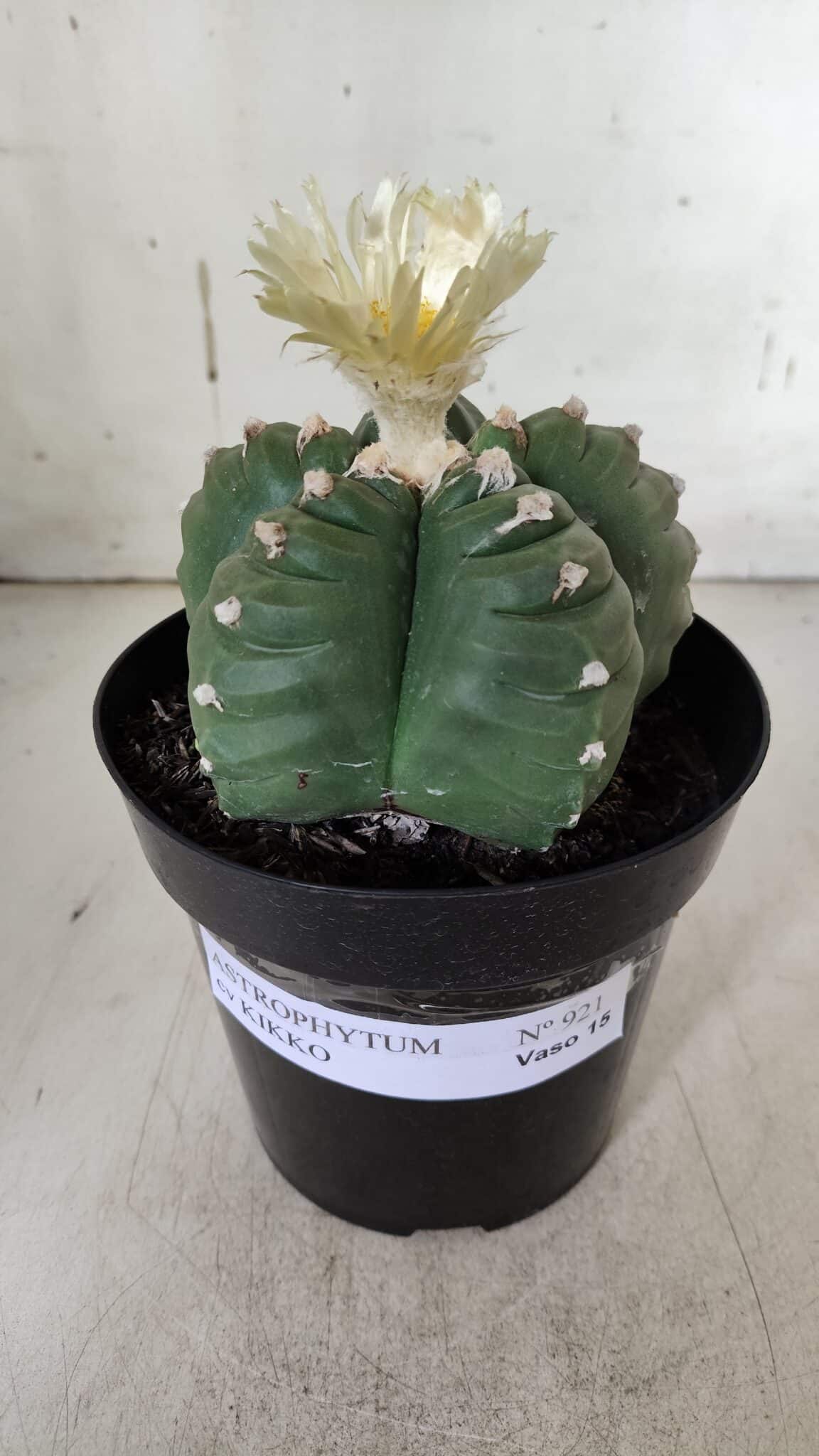 ASTROPHYTUM cv KIKKO  Nº 921 – vaso 15