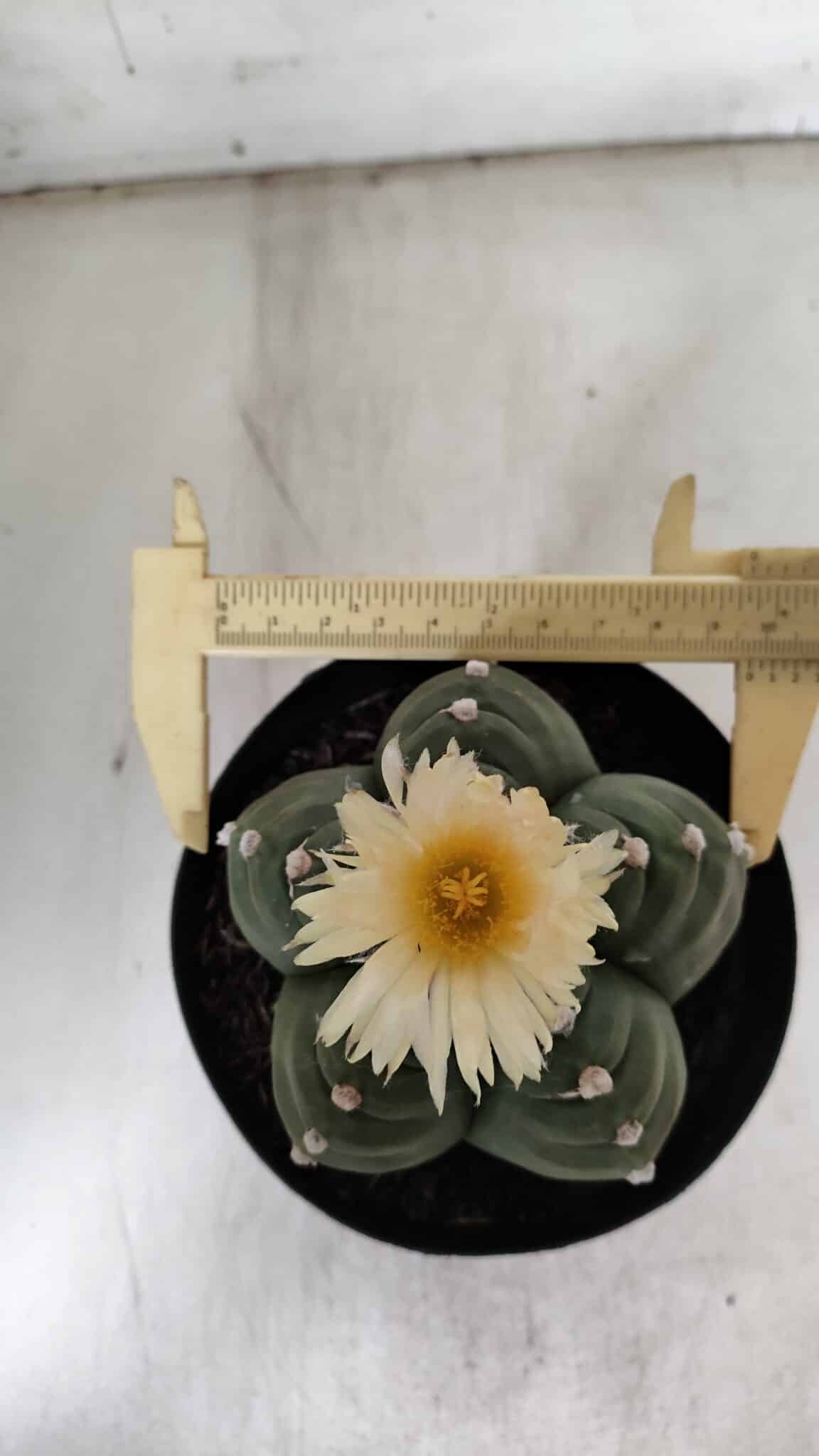 ASTROPHYTUM cv KIKKO  Nº 921 – vaso 15