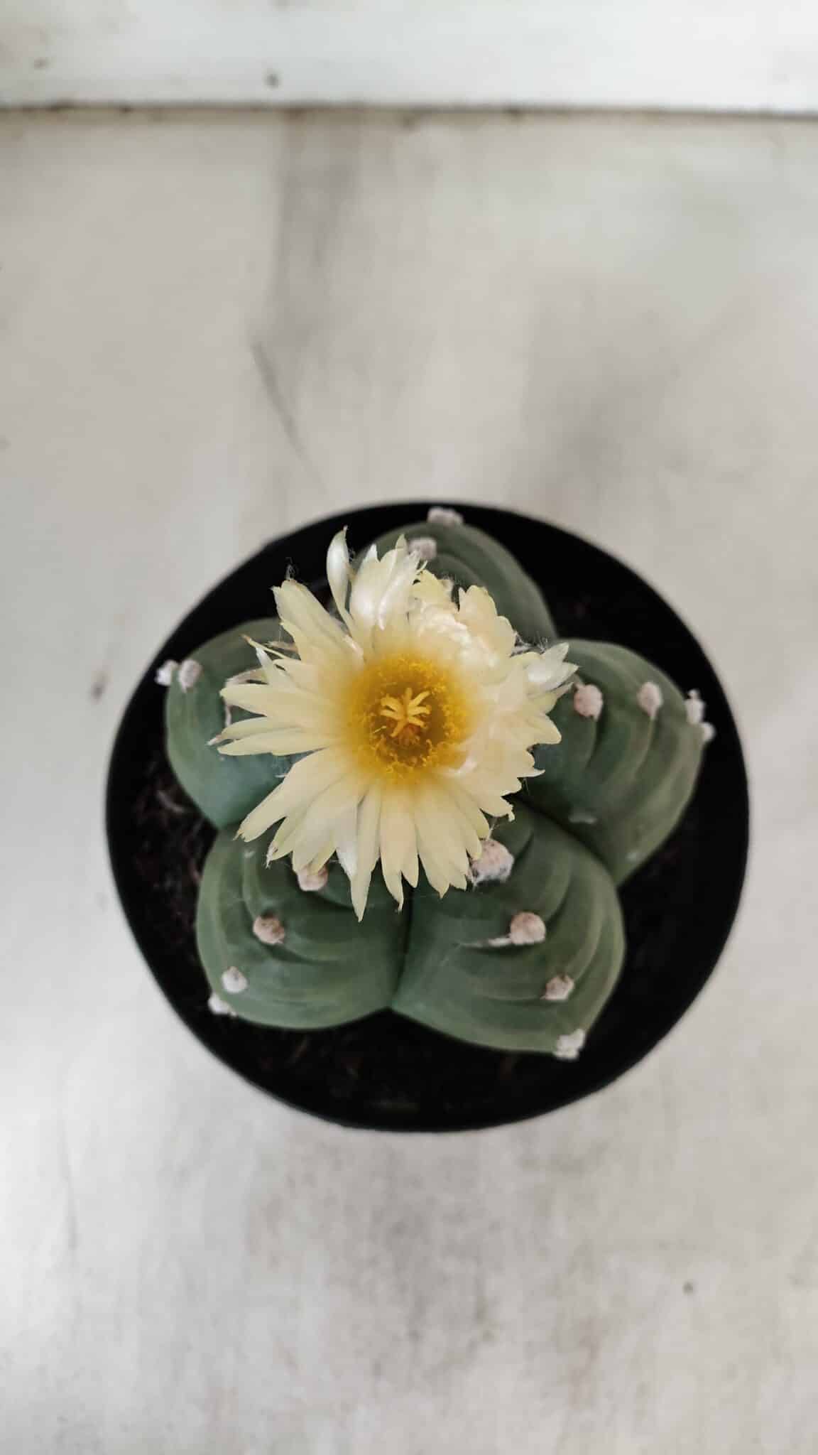 ASTROPHYTUM cv KIKKO  Nº 921 – vaso 15