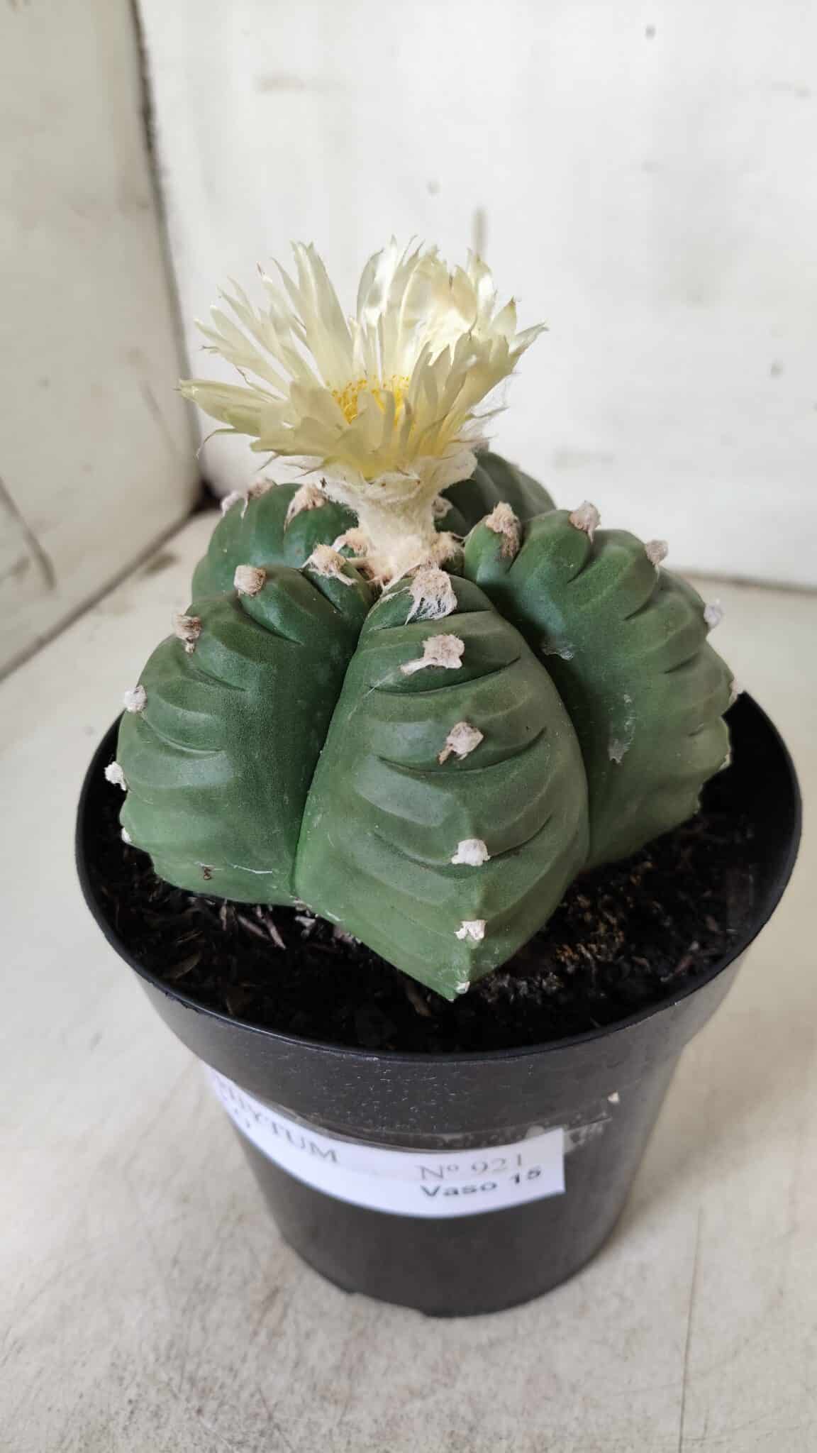 ASTROPHYTUM cv KIKKO  Nº 921 – vaso 15