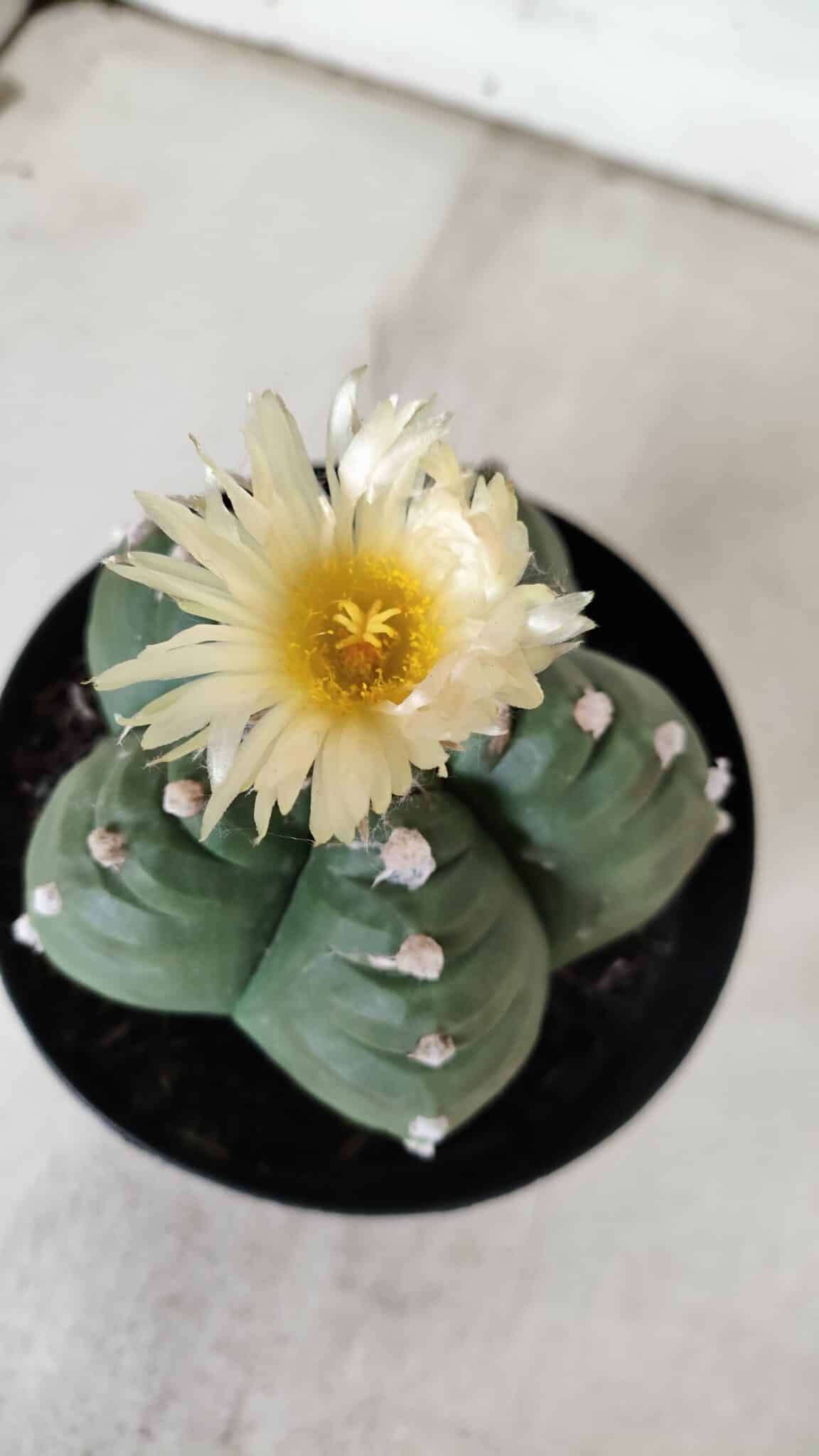 ASTROPHYTUM cv KIKKO  Nº 921 – vaso 15