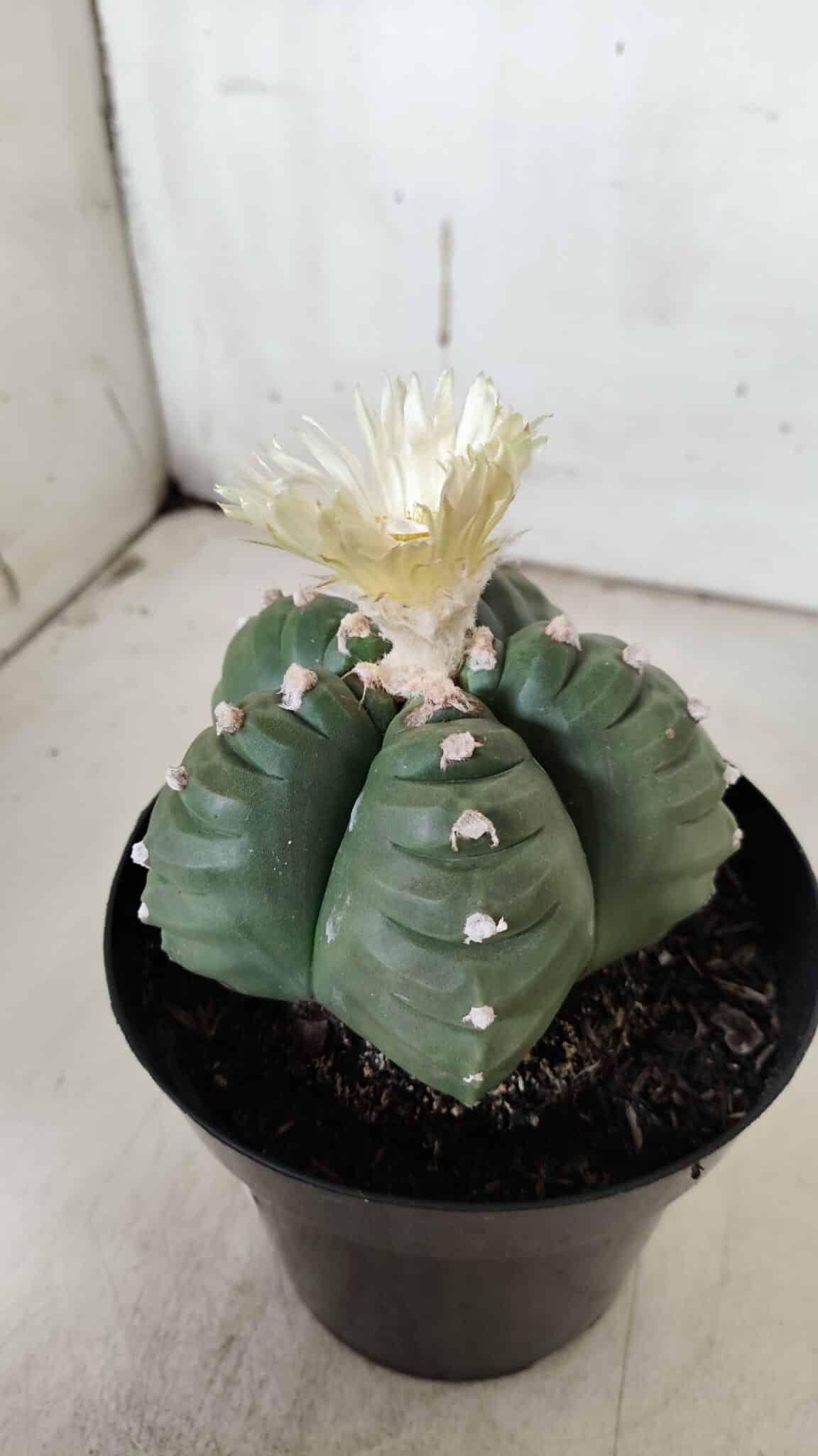 ASTROPHYTUM cv KIKKO  Nº 921 – vaso 15