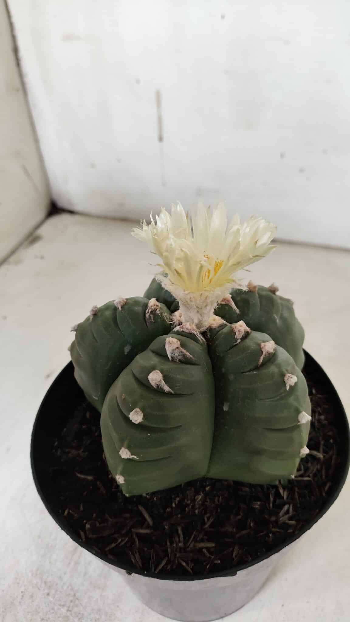 ASTROPHYTUM cv KIKKO  Nº 921 – vaso 15