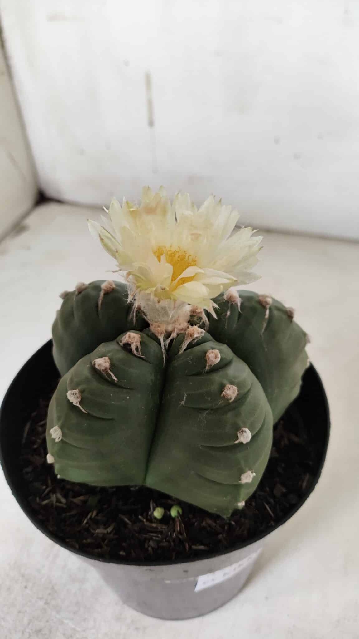 ASTROPHYTUM cv KIKKO  Nº 921 – vaso 15