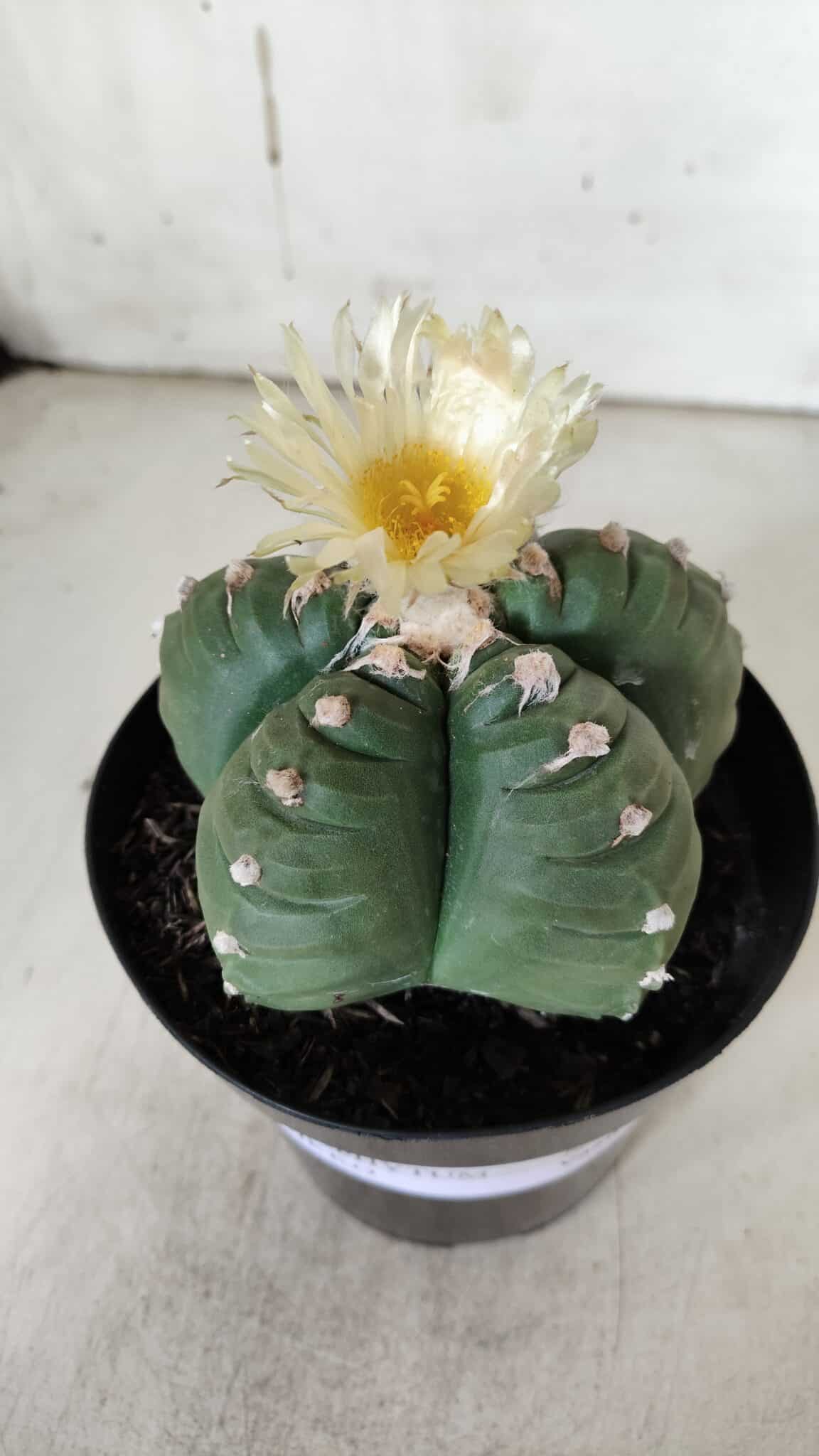 ASTROPHYTUM cv KIKKO  Nº 921 – vaso 15