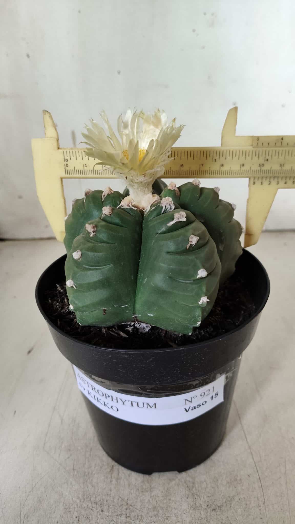 ASTROPHYTUM cv KIKKO  Nº 921 – vaso 15