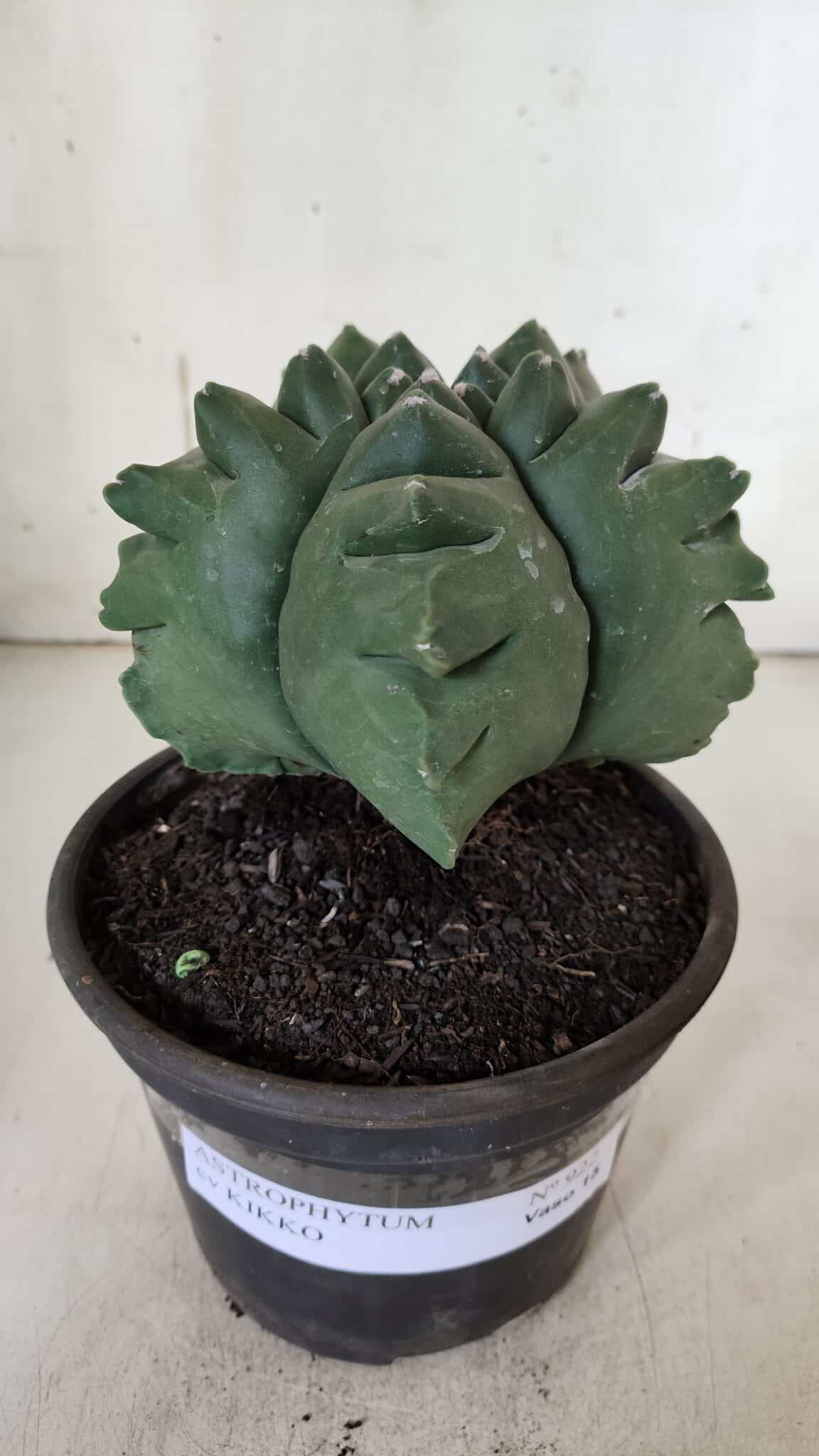 ASTROPHYTUM cv KIKKO  Nº 922 – vaso 15