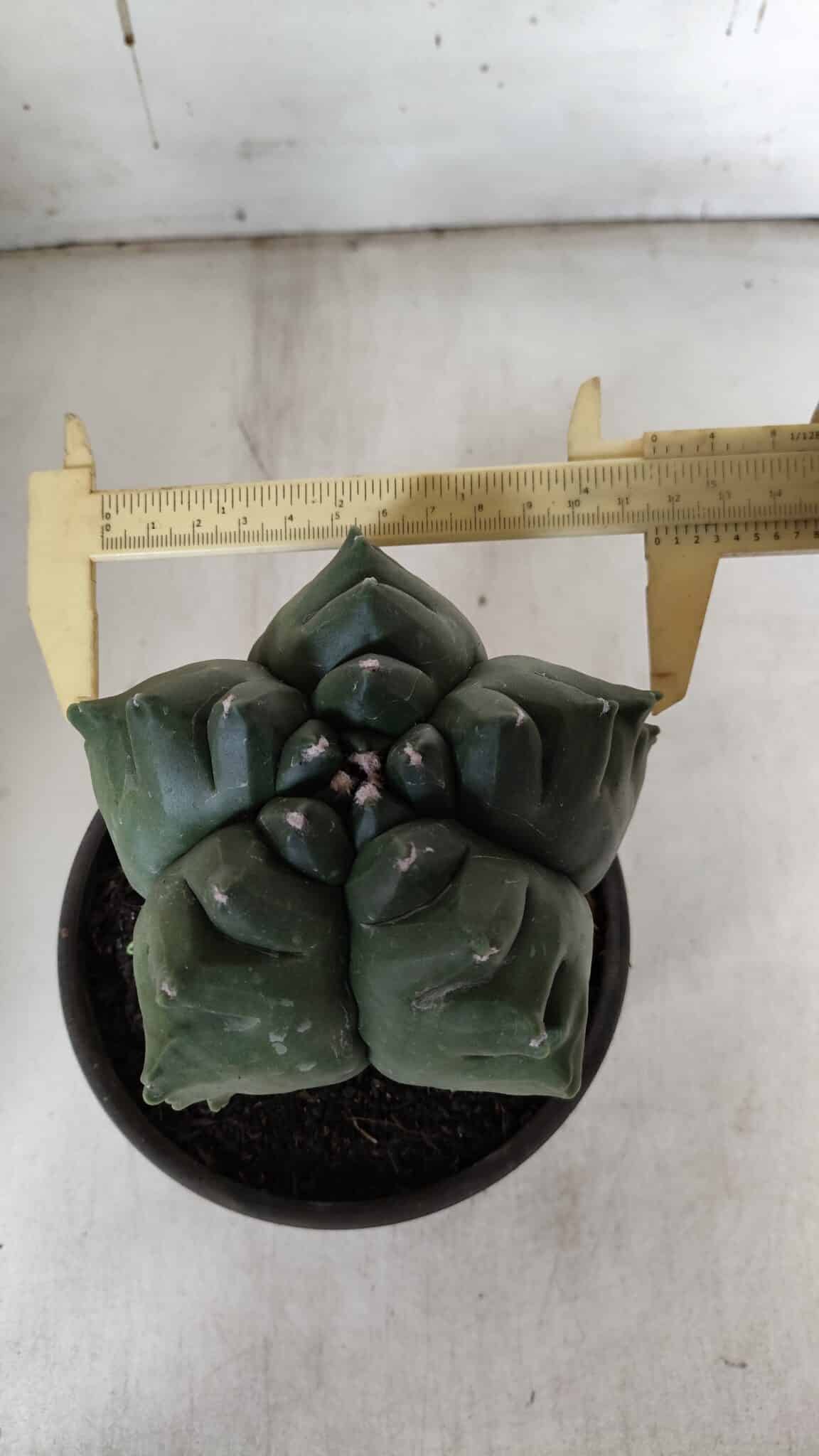 ASTROPHYTUM cv KIKKO  Nº 922 – vaso 15