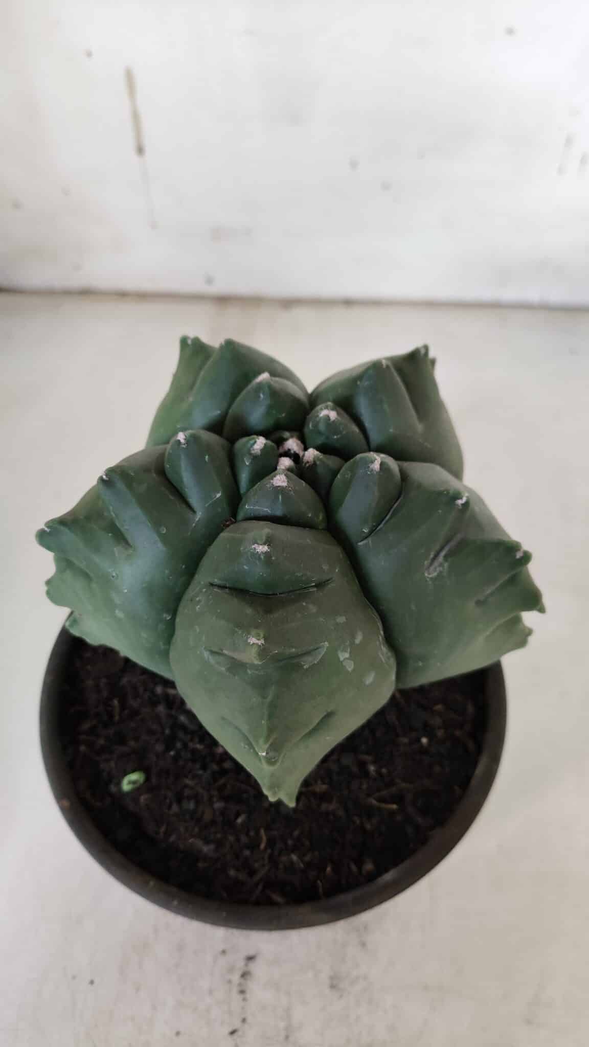 ASTROPHYTUM cv KIKKO  Nº 922 – vaso 15