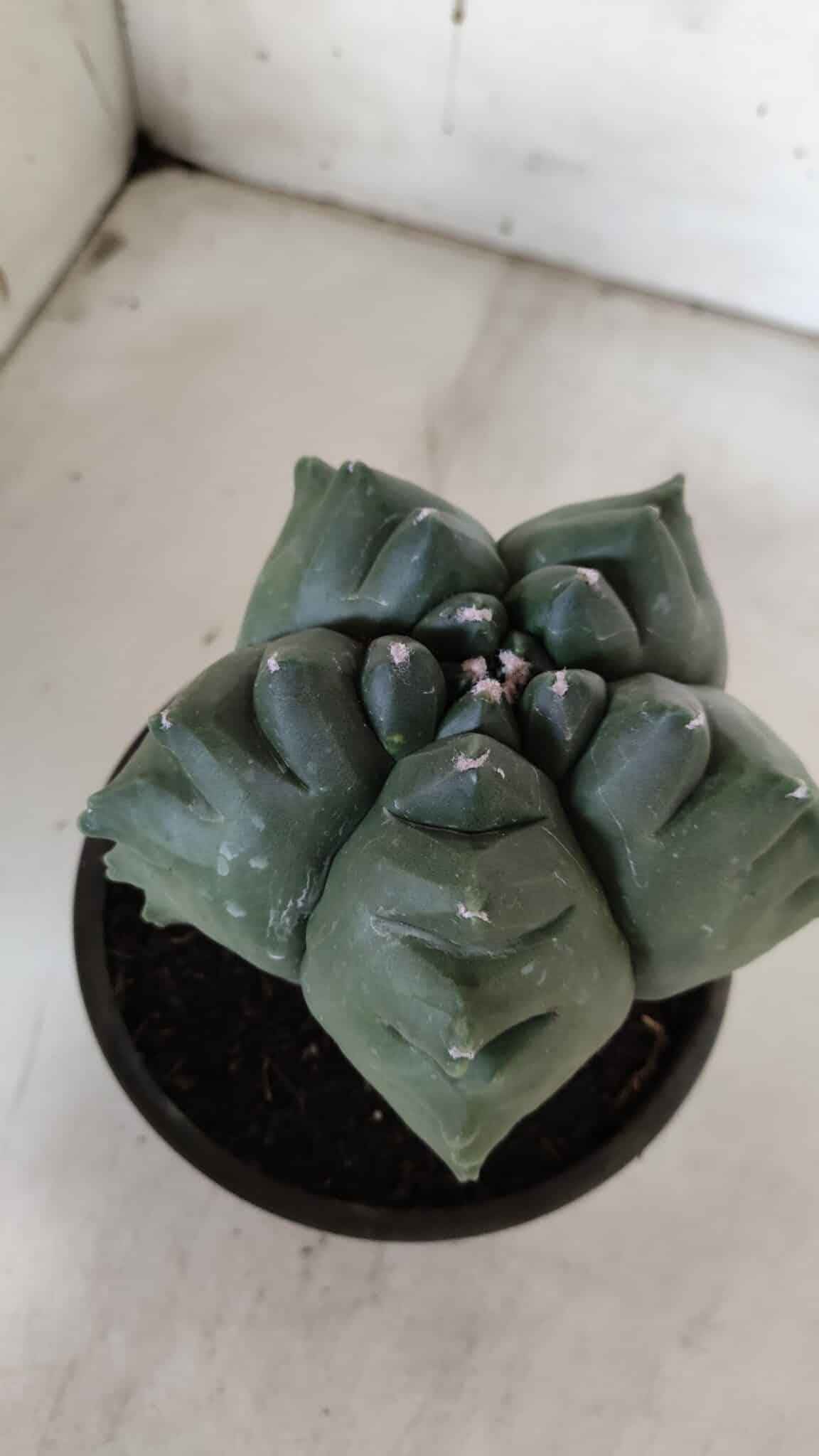 ASTROPHYTUM cv KIKKO  Nº 922 – vaso 15