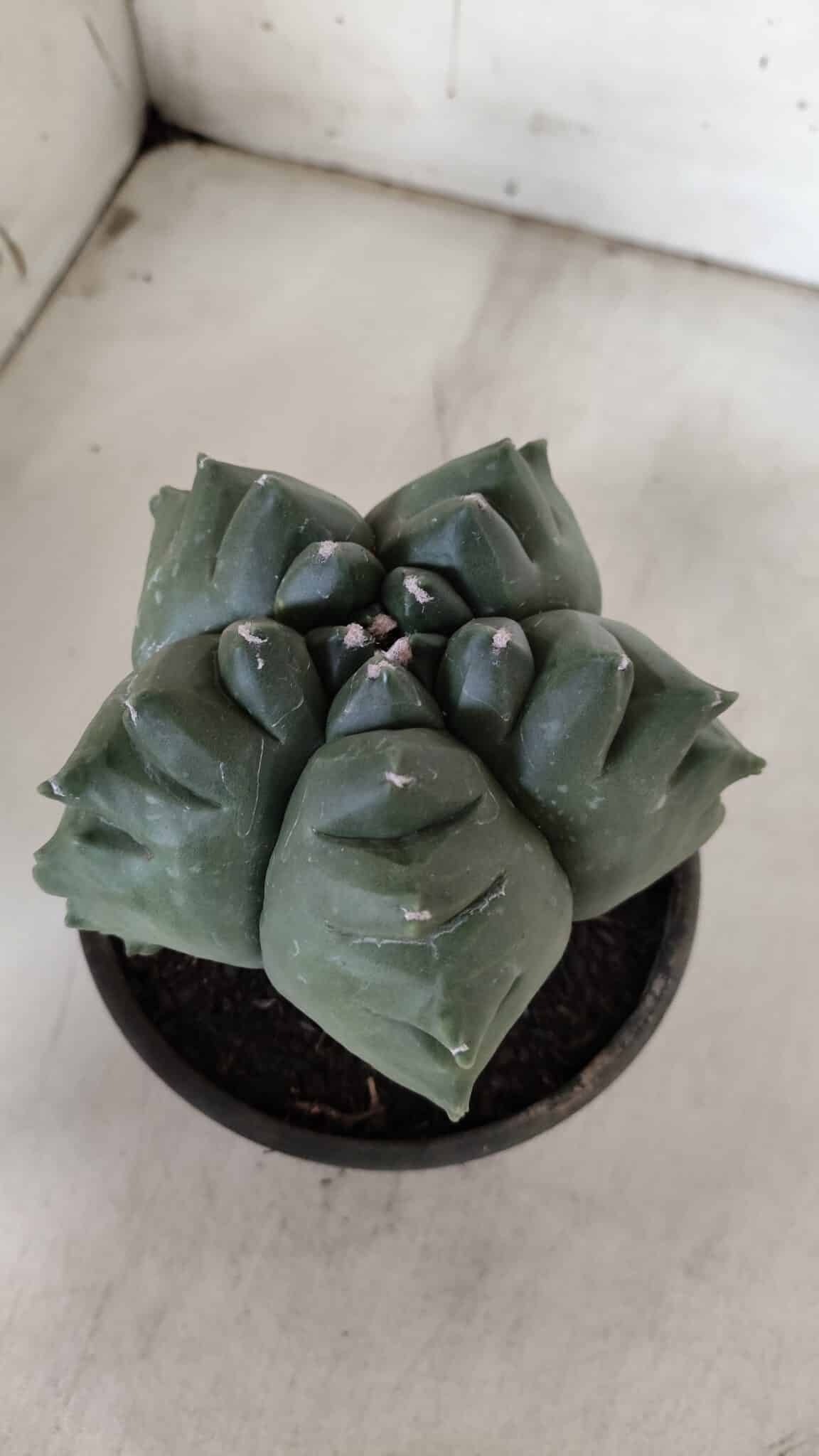 ASTROPHYTUM cv KIKKO  Nº 922 – vaso 15