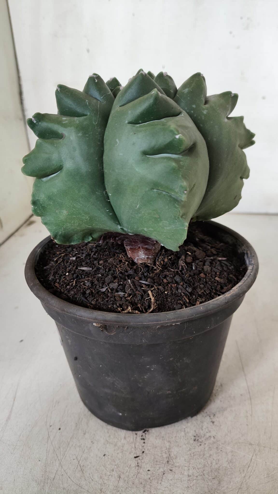 ASTROPHYTUM cv KIKKO  Nº 922 – vaso 15