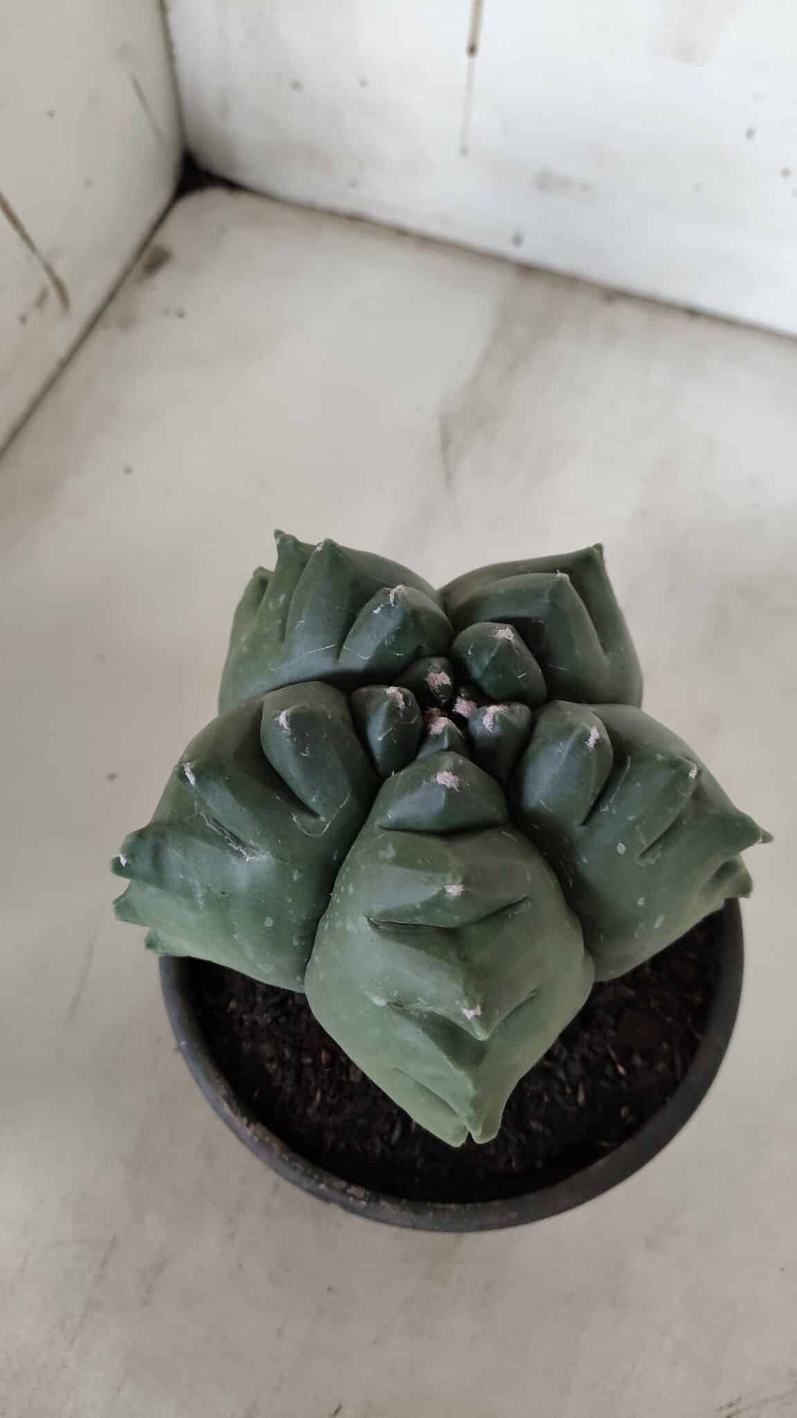 ASTROPHYTUM cv KIKKO  Nº 922 – vaso 15