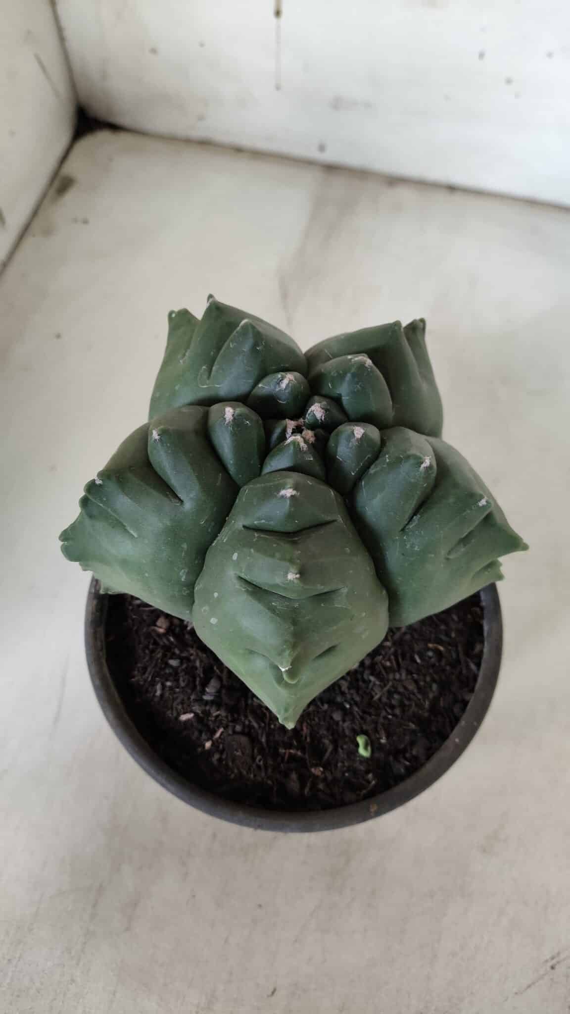 ASTROPHYTUM cv KIKKO  Nº 922 – vaso 15