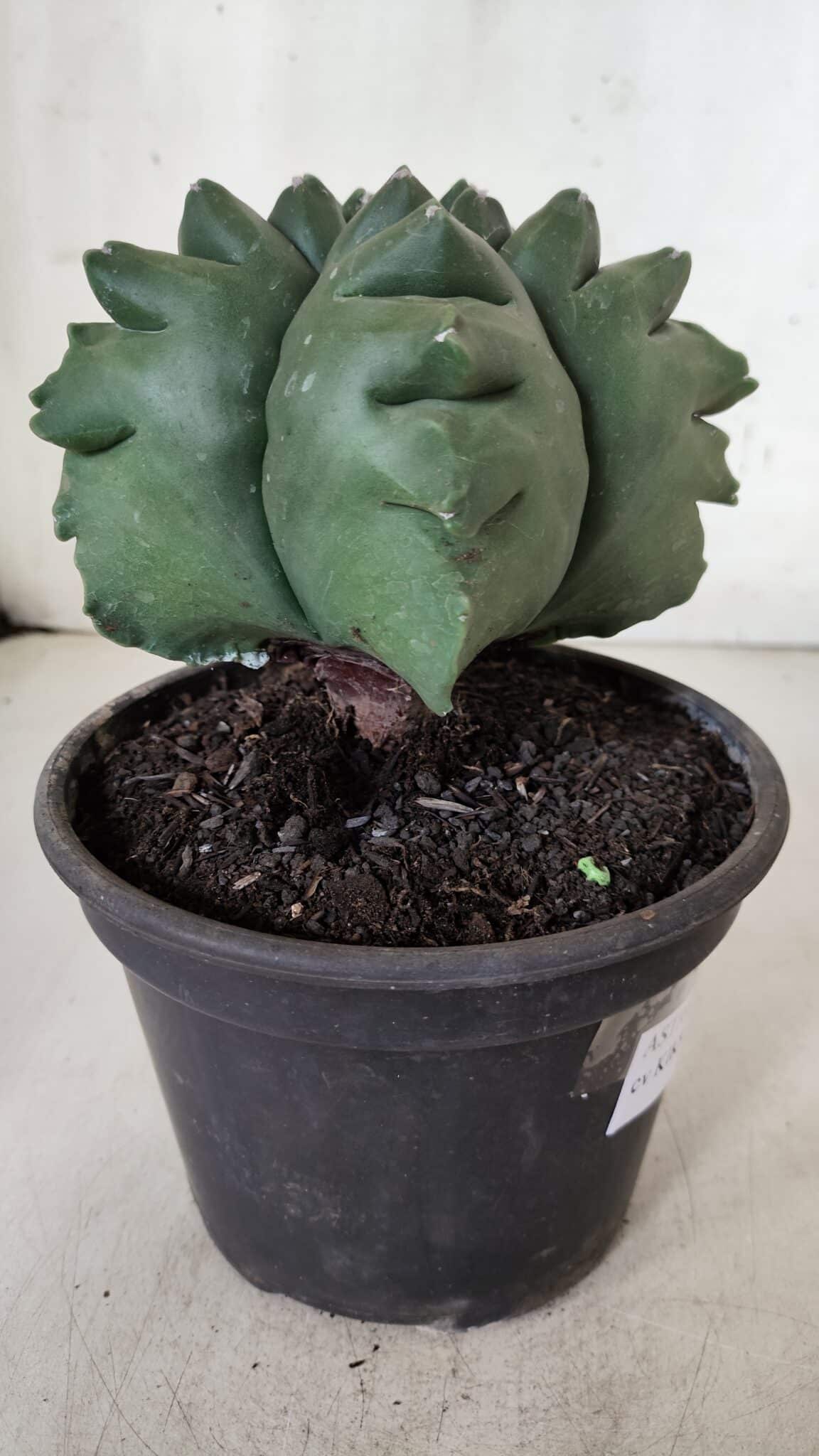 ASTROPHYTUM cv KIKKO  Nº 922 – vaso 15