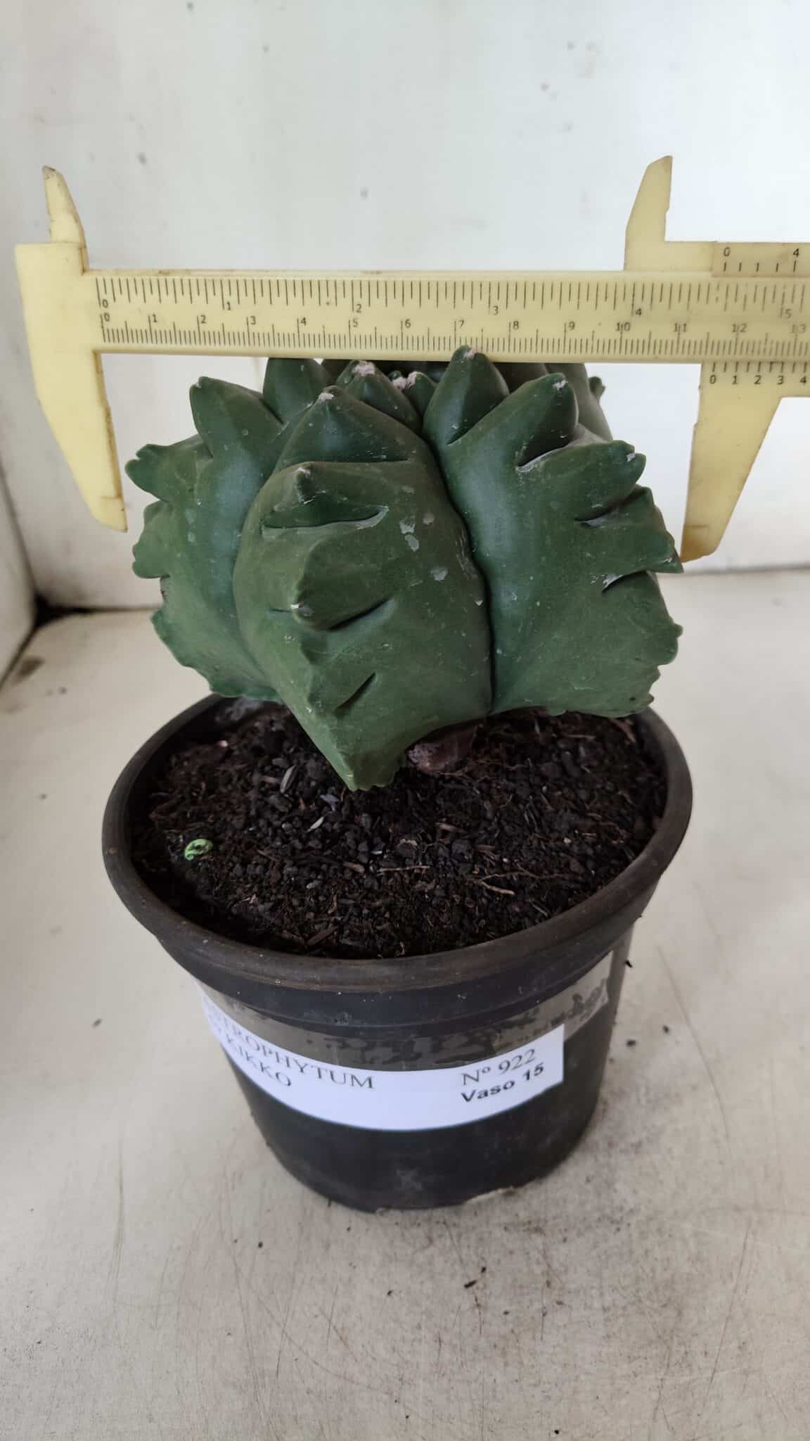 ASTROPHYTUM cv KIKKO  Nº 922 – vaso 15