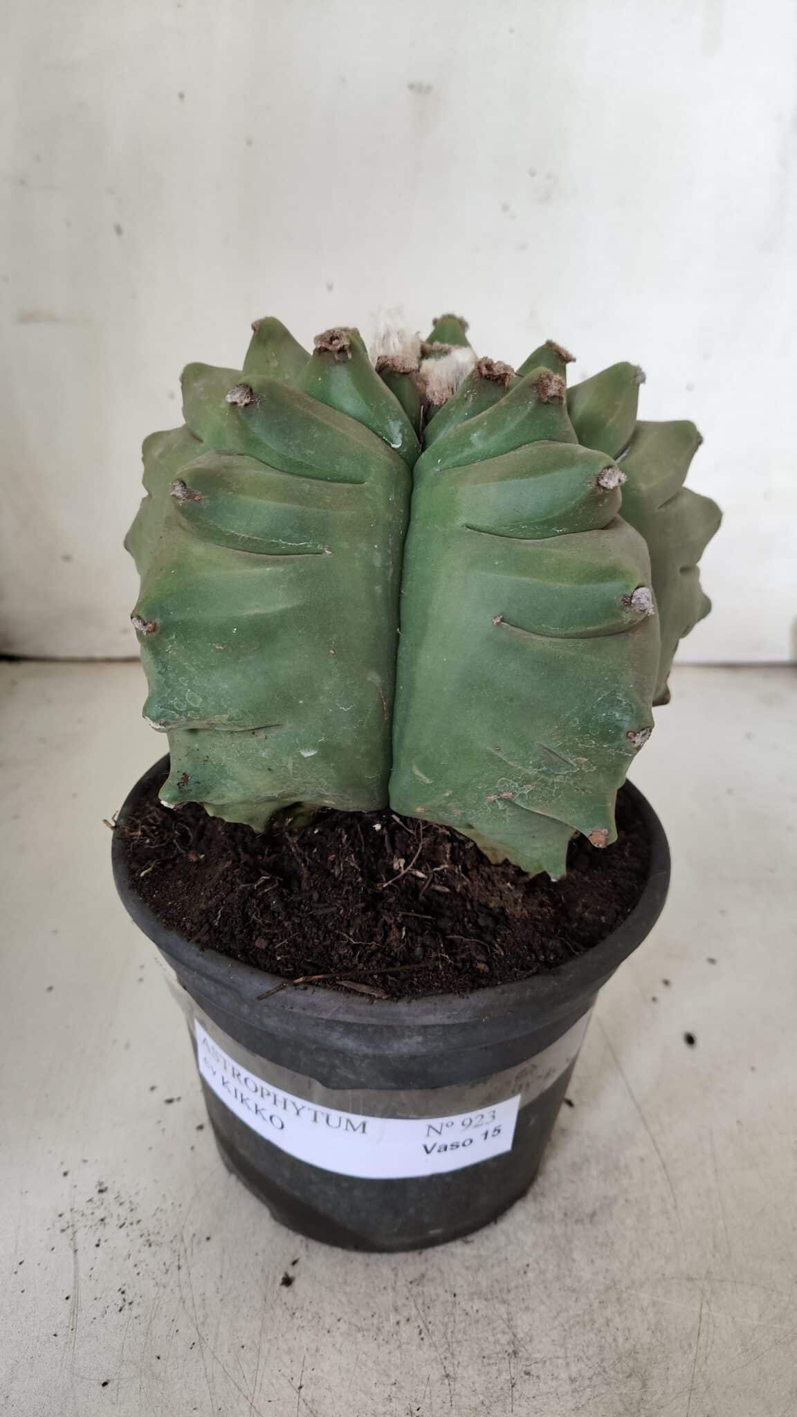 ASTROPHYTUM cv KIKKO  Nº 923 – vaso 15