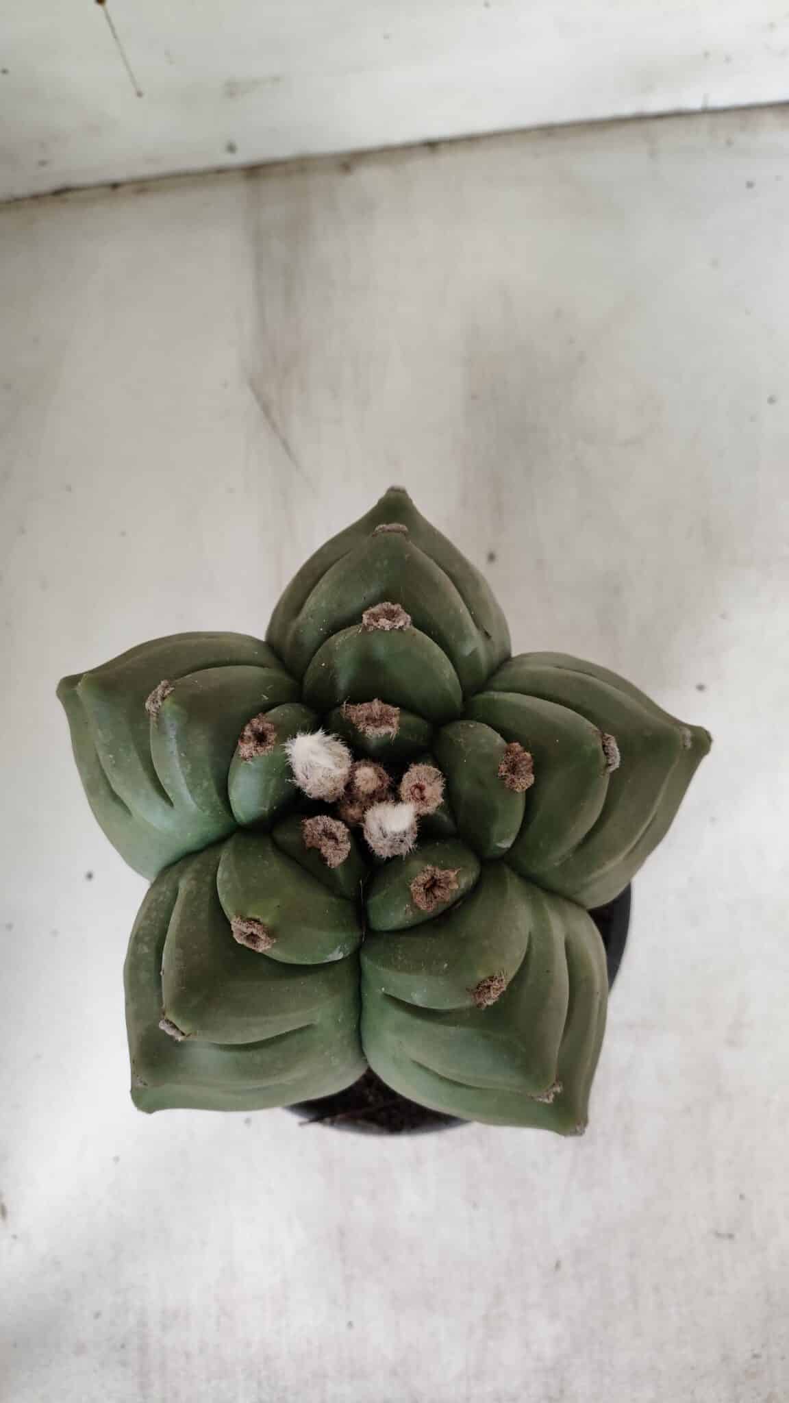 ASTROPHYTUM cv KIKKO  Nº 923 – vaso 15