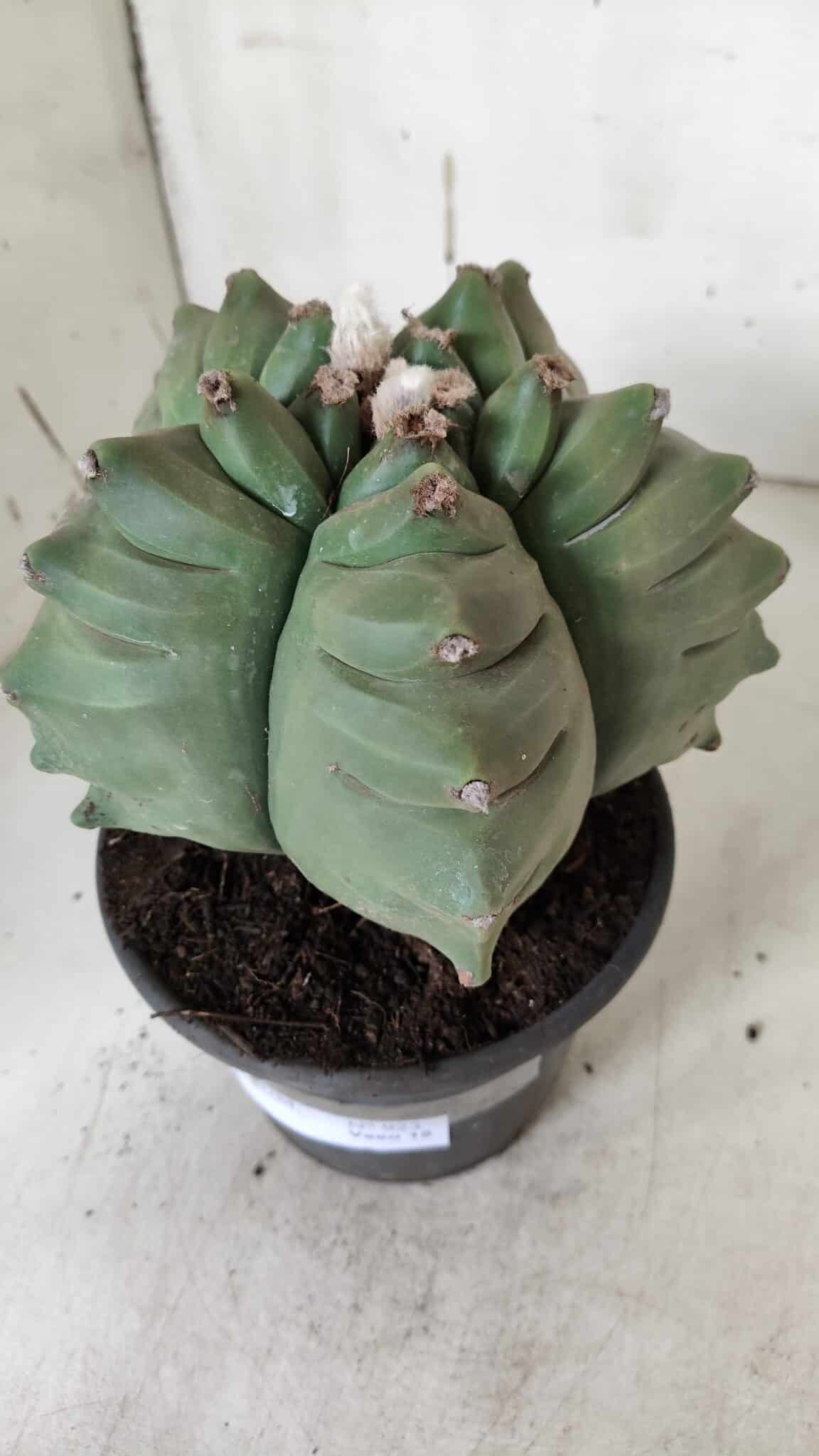 ASTROPHYTUM cv KIKKO  Nº 923 – vaso 15