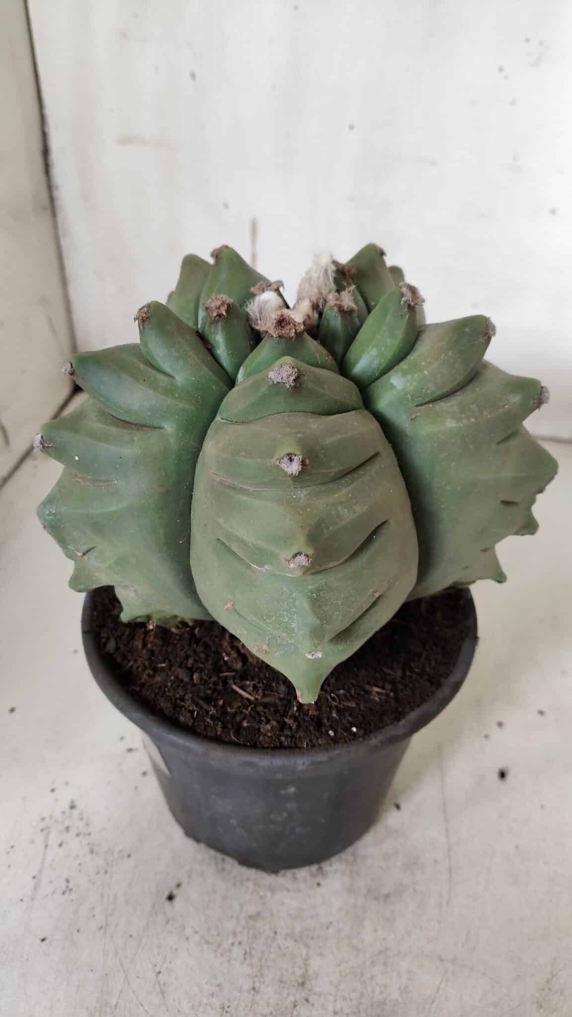 ASTROPHYTUM cv KIKKO  Nº 923 – vaso 15