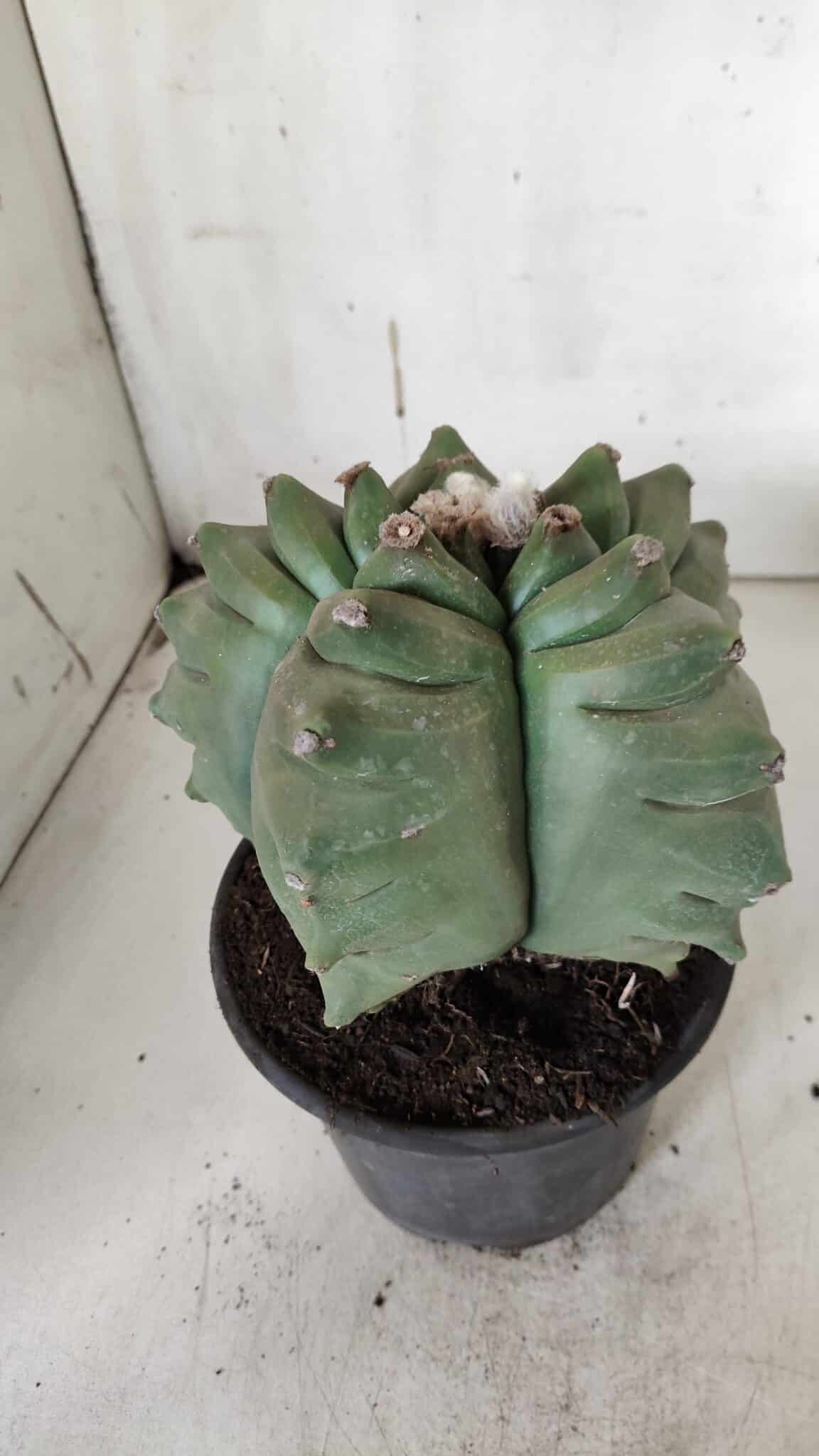 ASTROPHYTUM cv KIKKO  Nº 923 – vaso 15