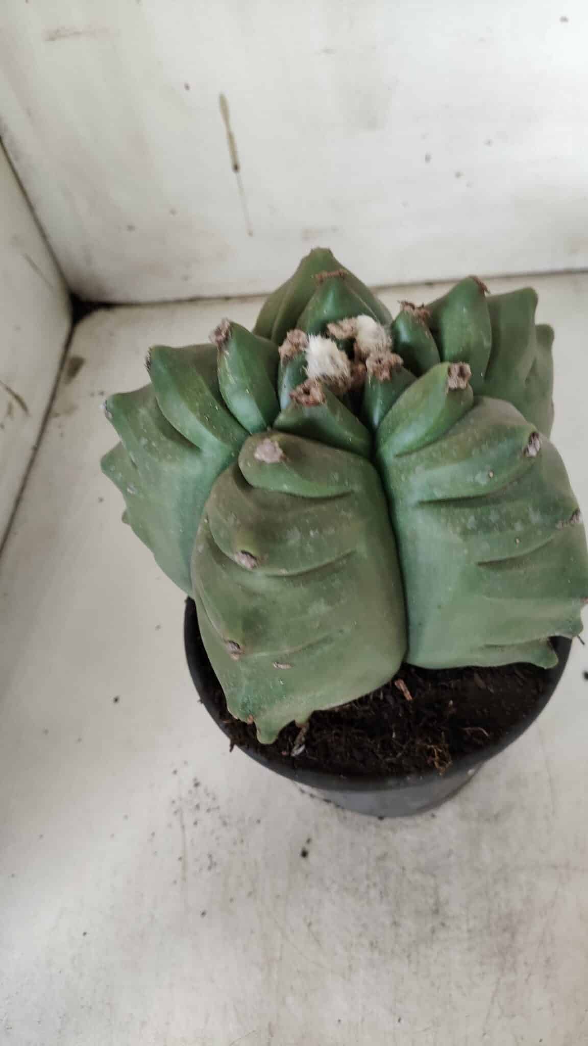 ASTROPHYTUM cv KIKKO  Nº 923 – vaso 15