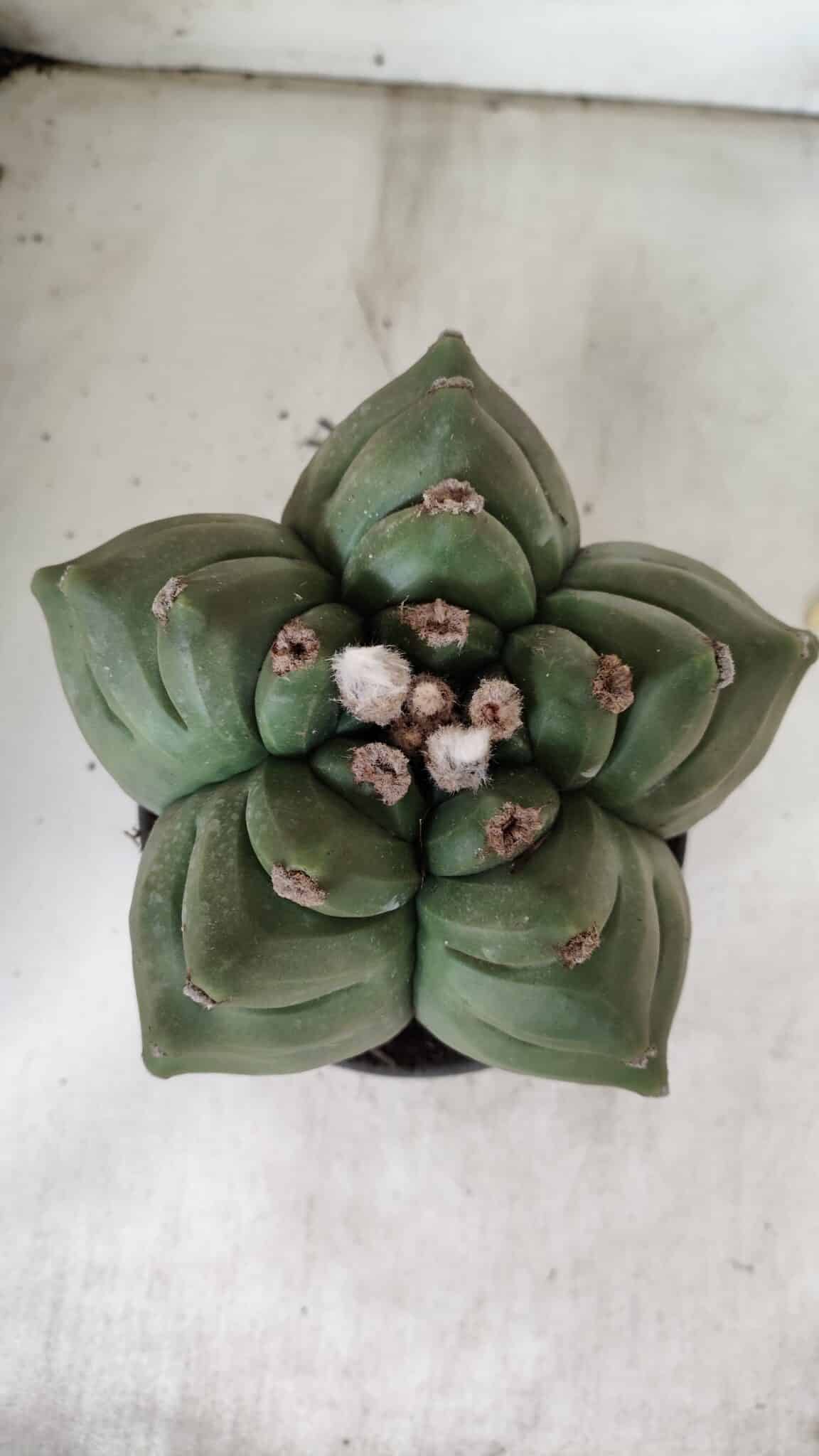 ASTROPHYTUM cv KIKKO  Nº 923 – vaso 15