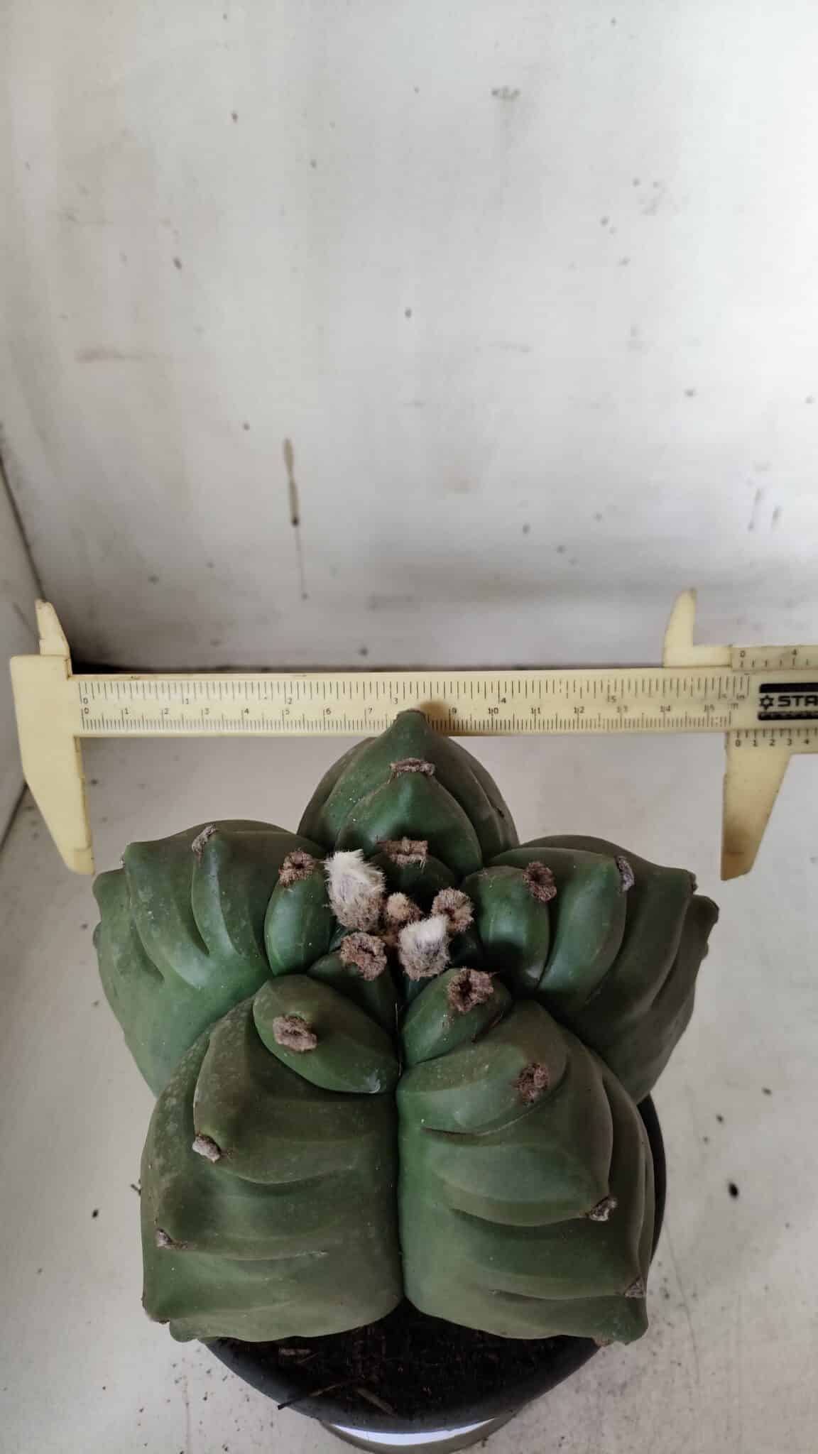 ASTROPHYTUM cv KIKKO  Nº 923 – vaso 15