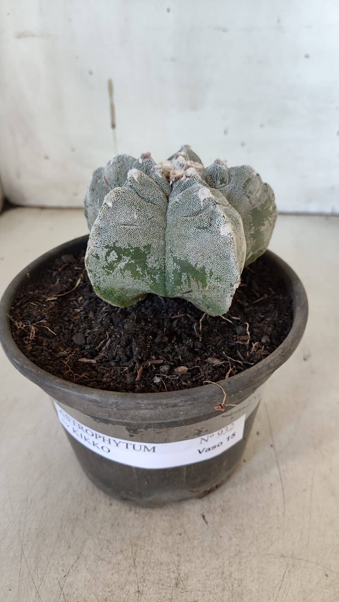ASTROPHYTUM cv KIKKO  Nº 932 – vaso 15