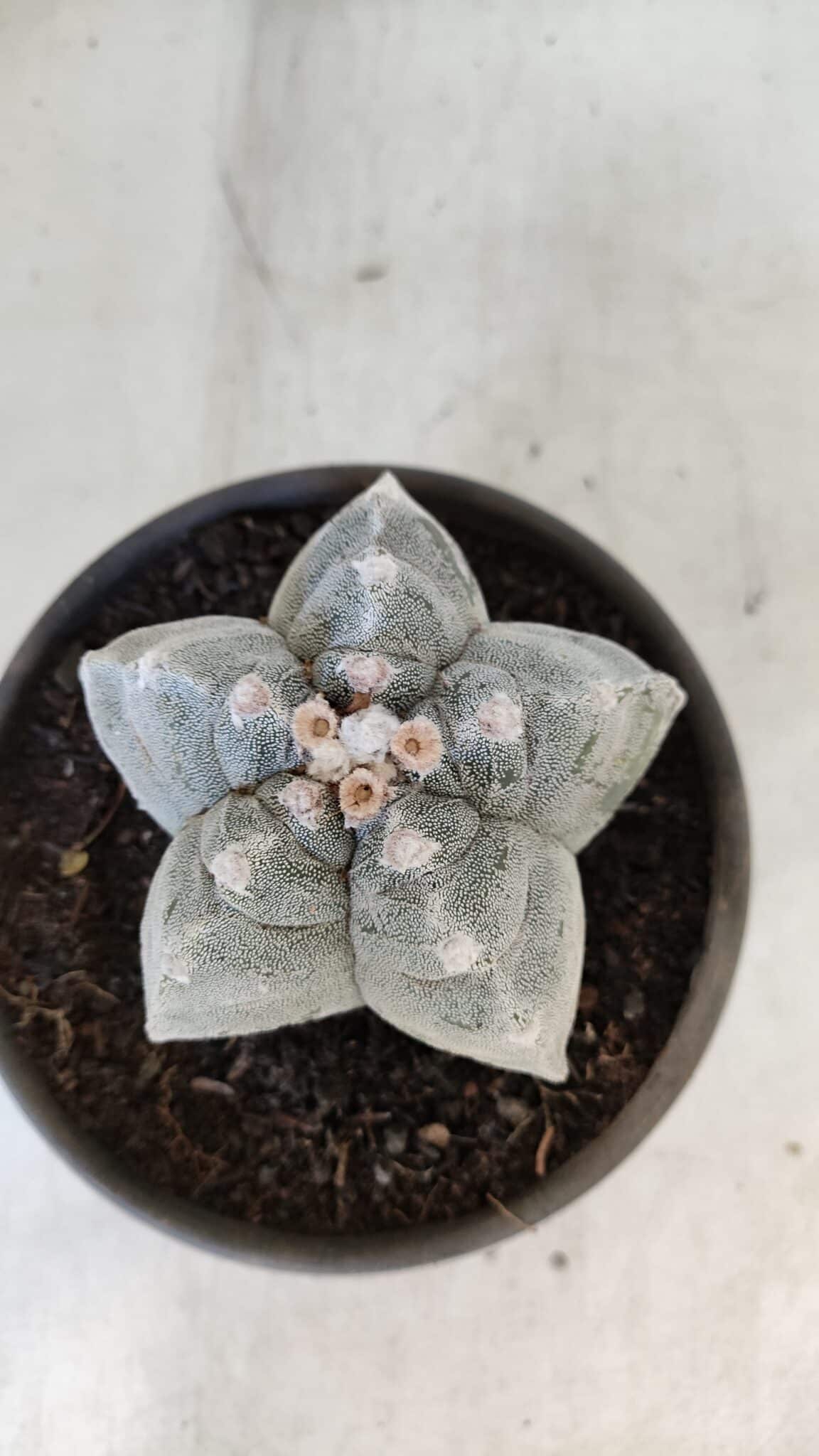 ASTROPHYTUM cv KIKKO  Nº 932 – vaso 15