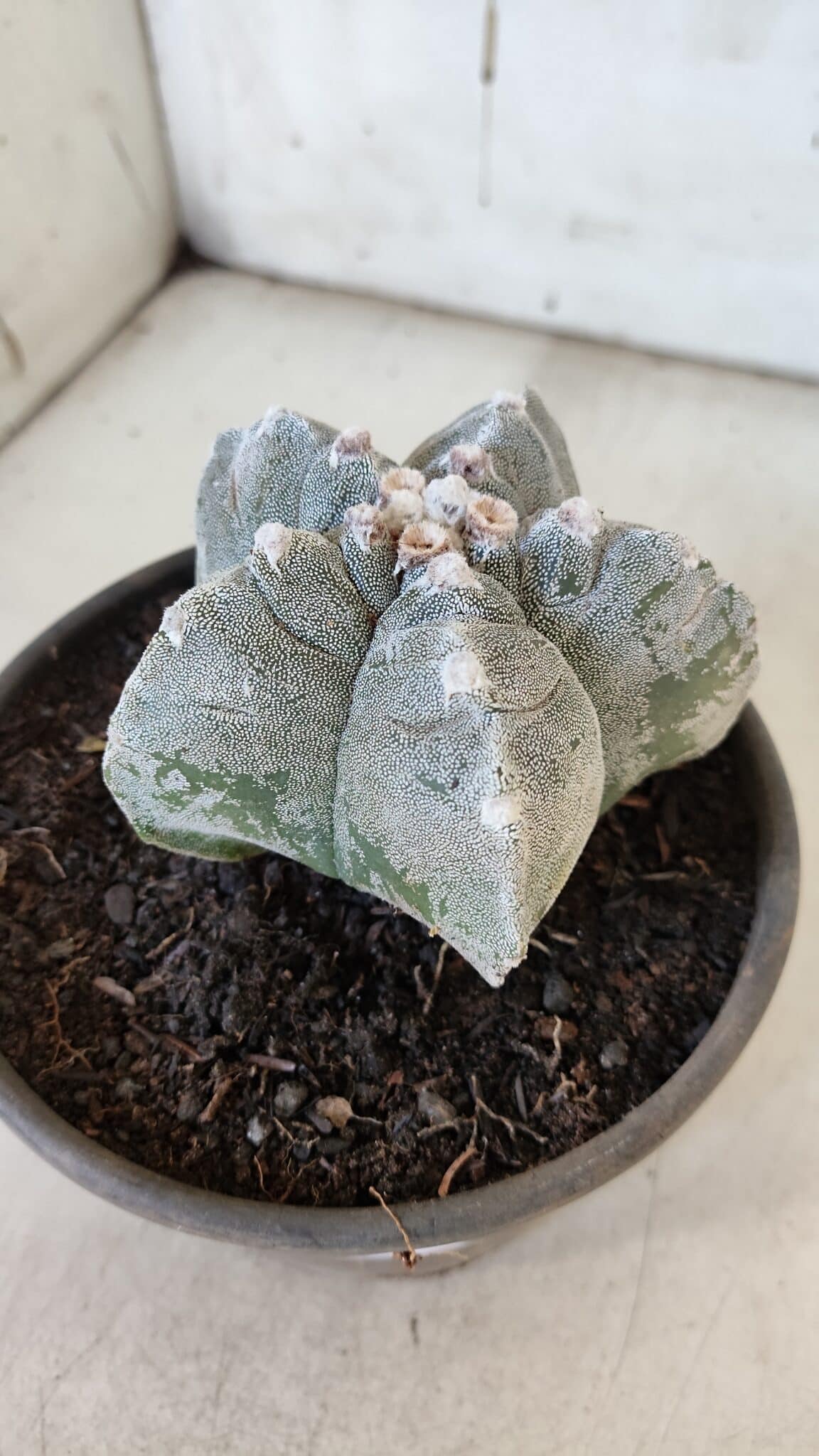 ASTROPHYTUM cv KIKKO  Nº 932 – vaso 15