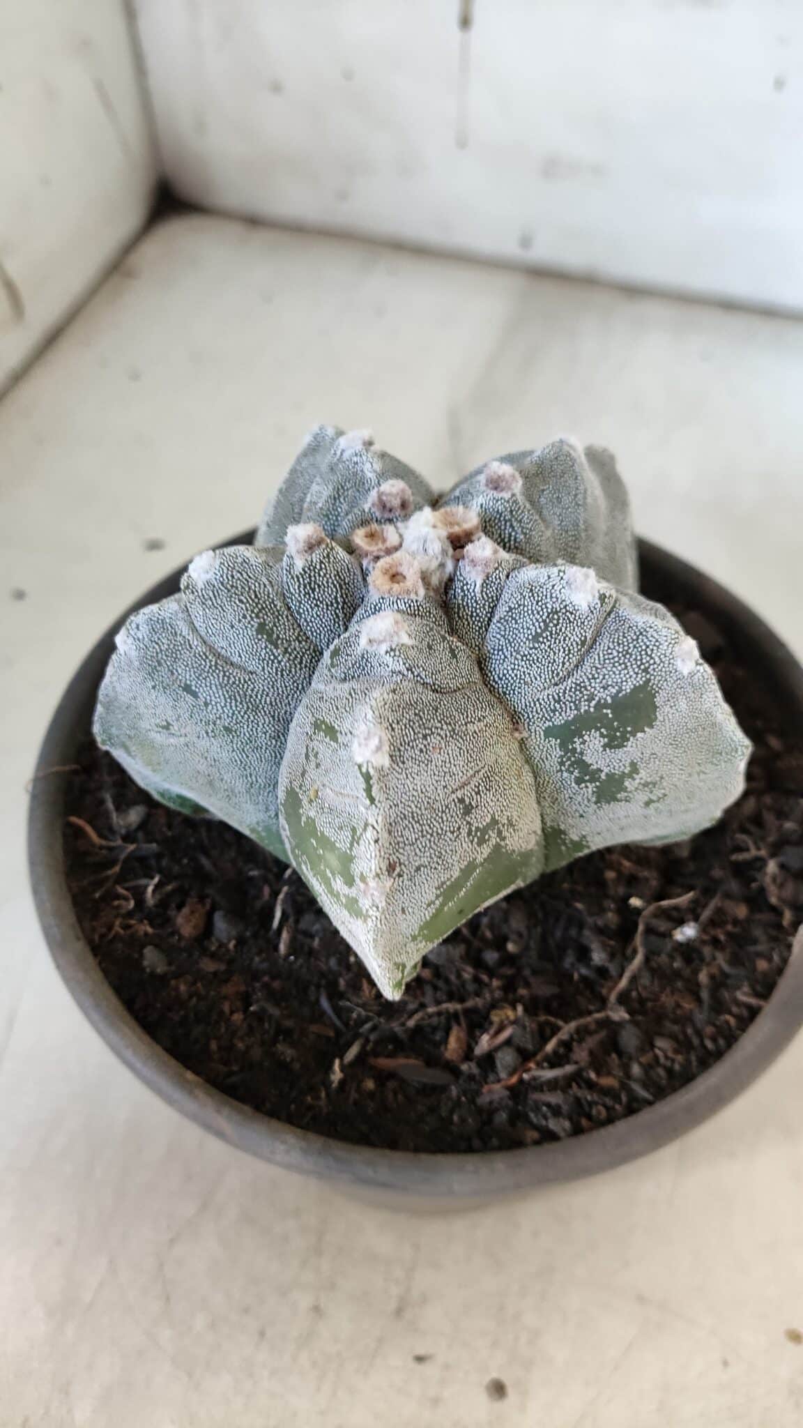 ASTROPHYTUM cv KIKKO  Nº 932 – vaso 15