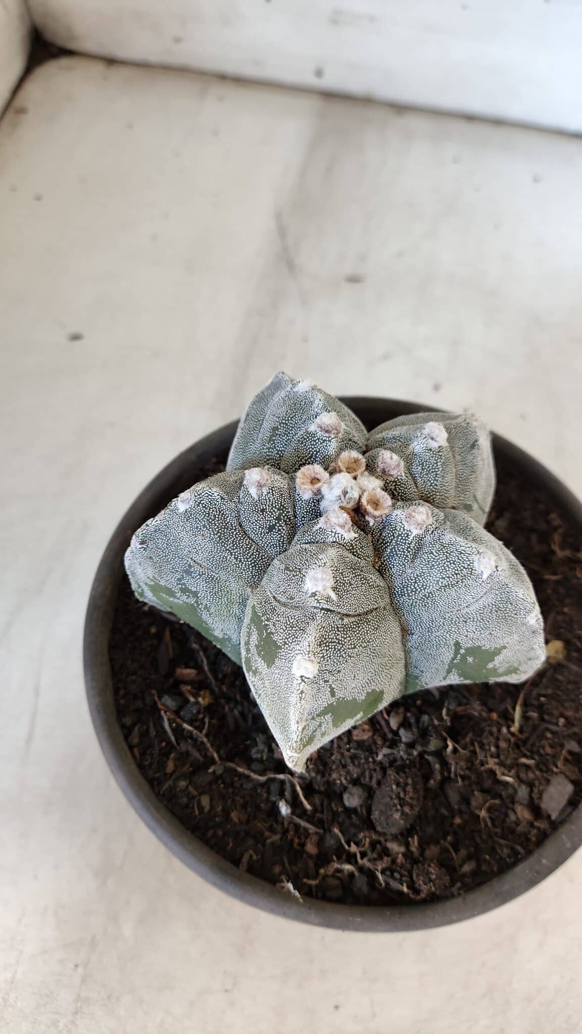 ASTROPHYTUM cv KIKKO  Nº 932 – vaso 15