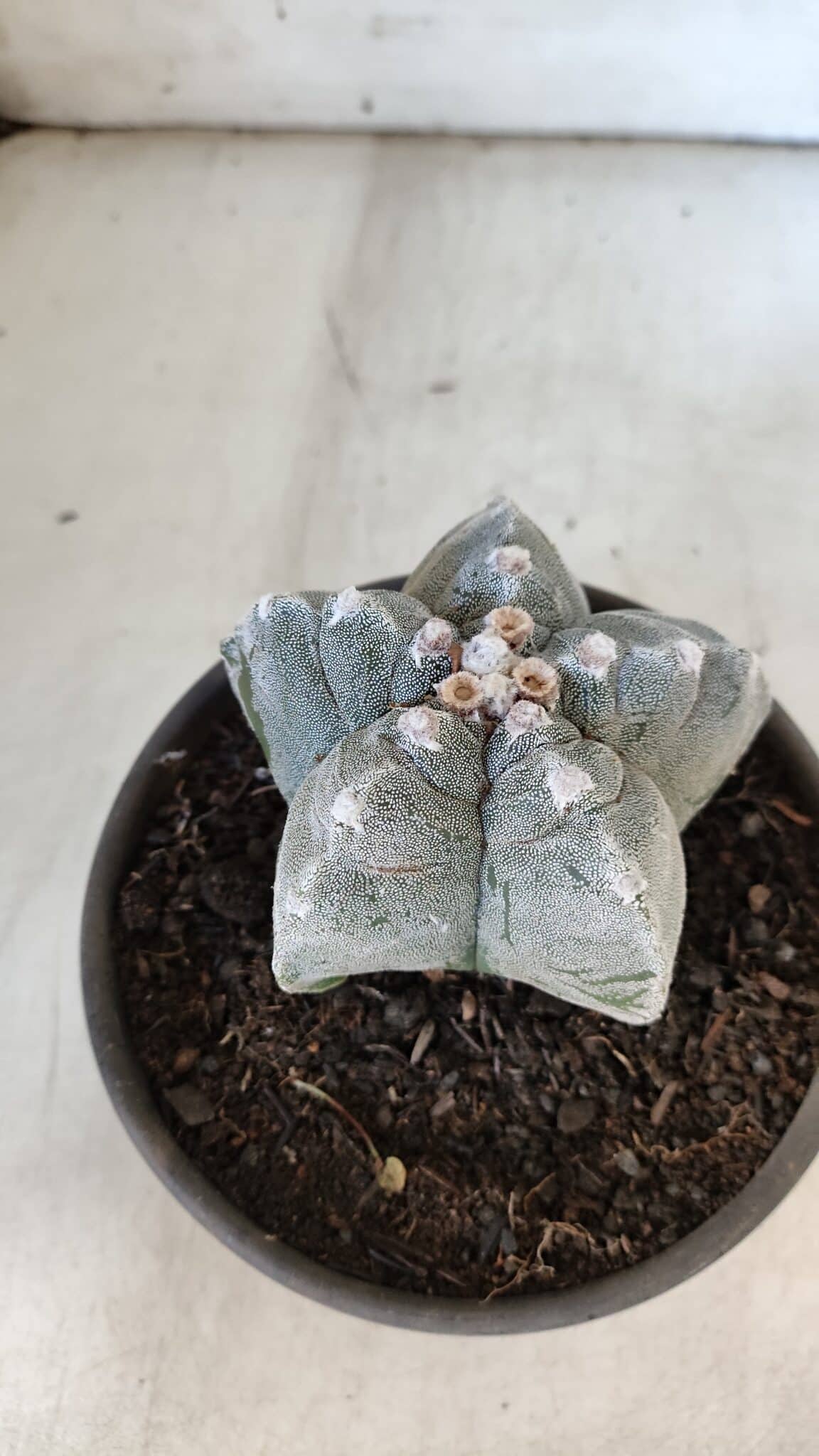 ASTROPHYTUM cv KIKKO  Nº 932 – vaso 15